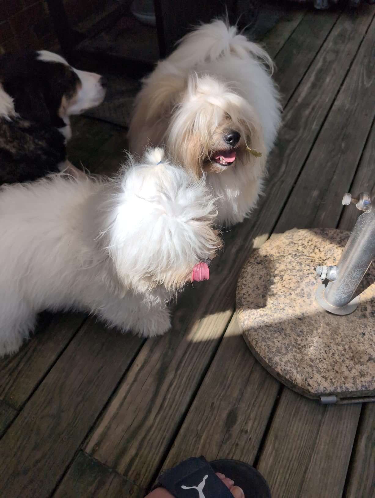 Grandma Lucy's Artisan Dog Food, Grain Free and Freeze-Dried - Artisan Chicken, 10Lb Bag customer photo 2