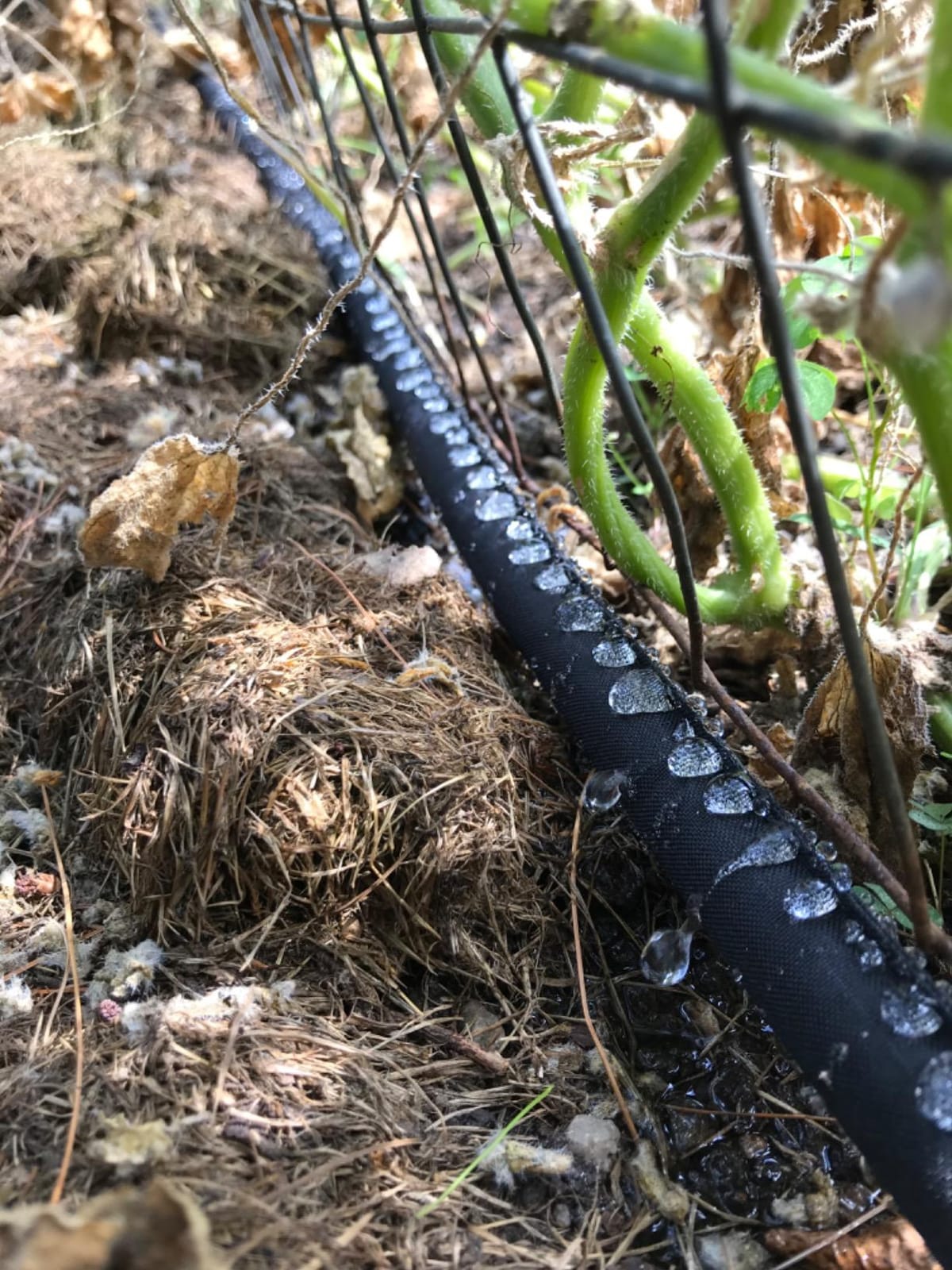 Gilmour 50' Black Flat Weeper Soaker Hose for Garden Beds, Drip Irrigation Outdoor Hose, Flexible Garden Hose for Vegetable Gardens, Flower Beds, Lawns, and Orchards customer photo 1