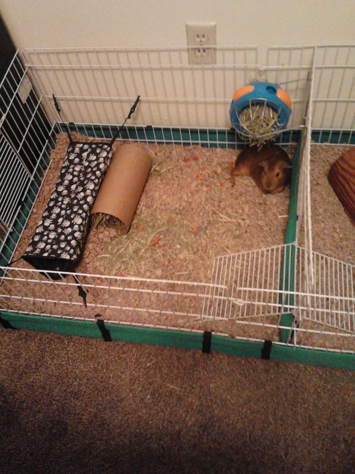 MidWest Homes for Pets Guinea Habitat Cage, Washable PVC Canvas Bottom, Secure Sides, Tool-Free Setup, Expandable Small Animal Cage for Guinea Pigs, 171GH customer photo 2