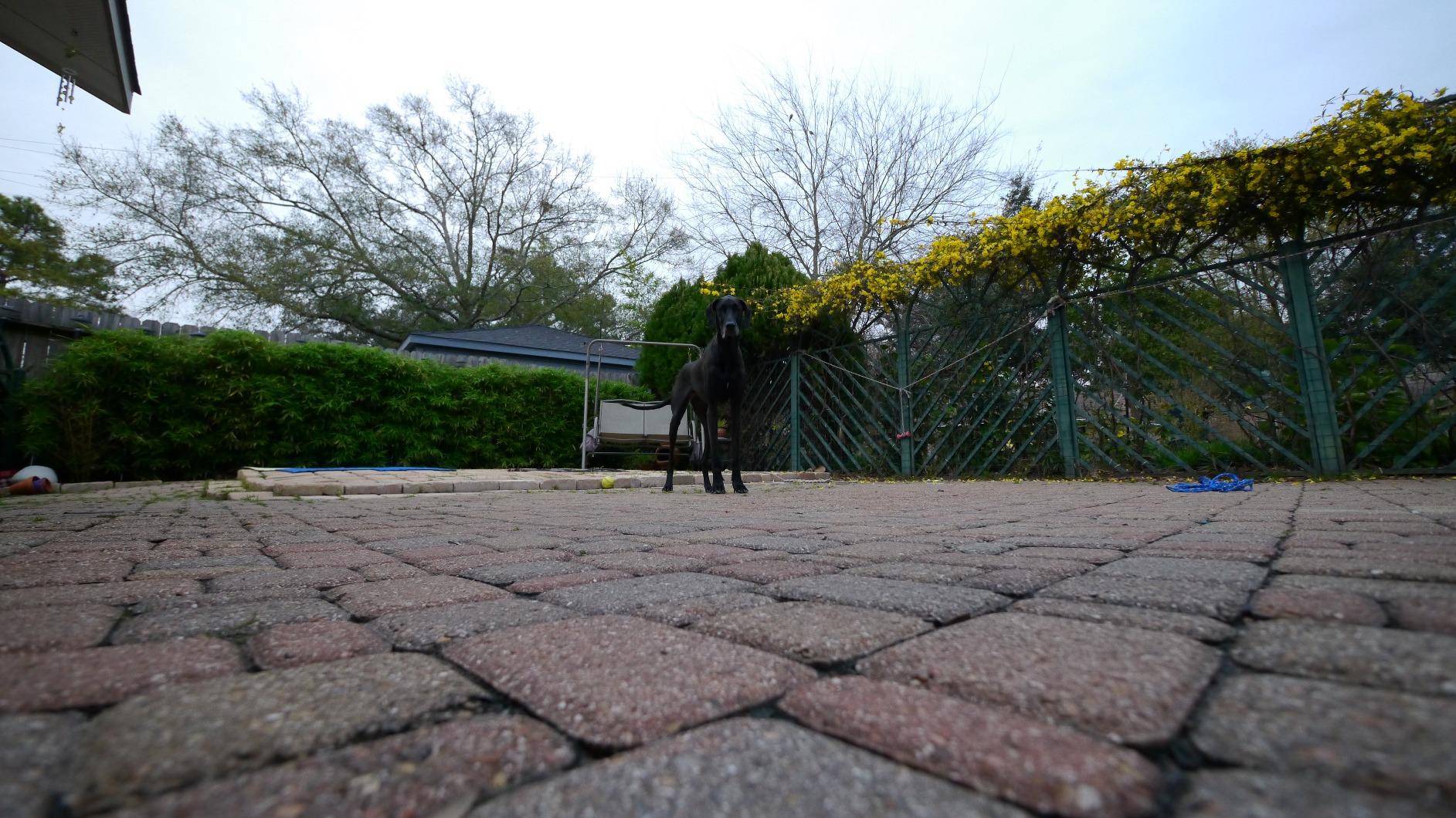 Panasonic Lumix G Vario 7-14mm F and 4.0 Asph Micro Four Thirds Lens | Ultra-Wide 7-14mm, Constant F/4, Micro Four Thirds Mount, 0.25 M Min Focus, 114 Degree -75 Degree Aov customer photo 2