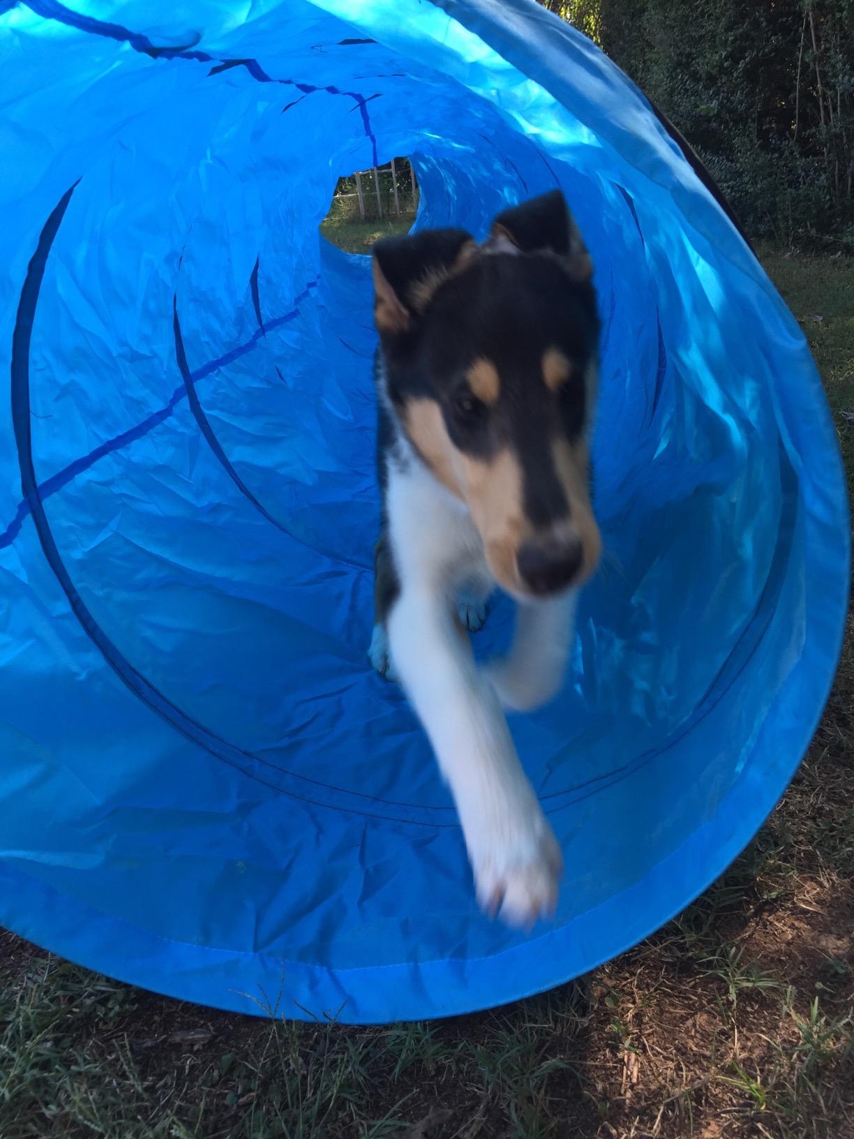 18 Ft Dog Agility Training Open Tunnel customer photo 1