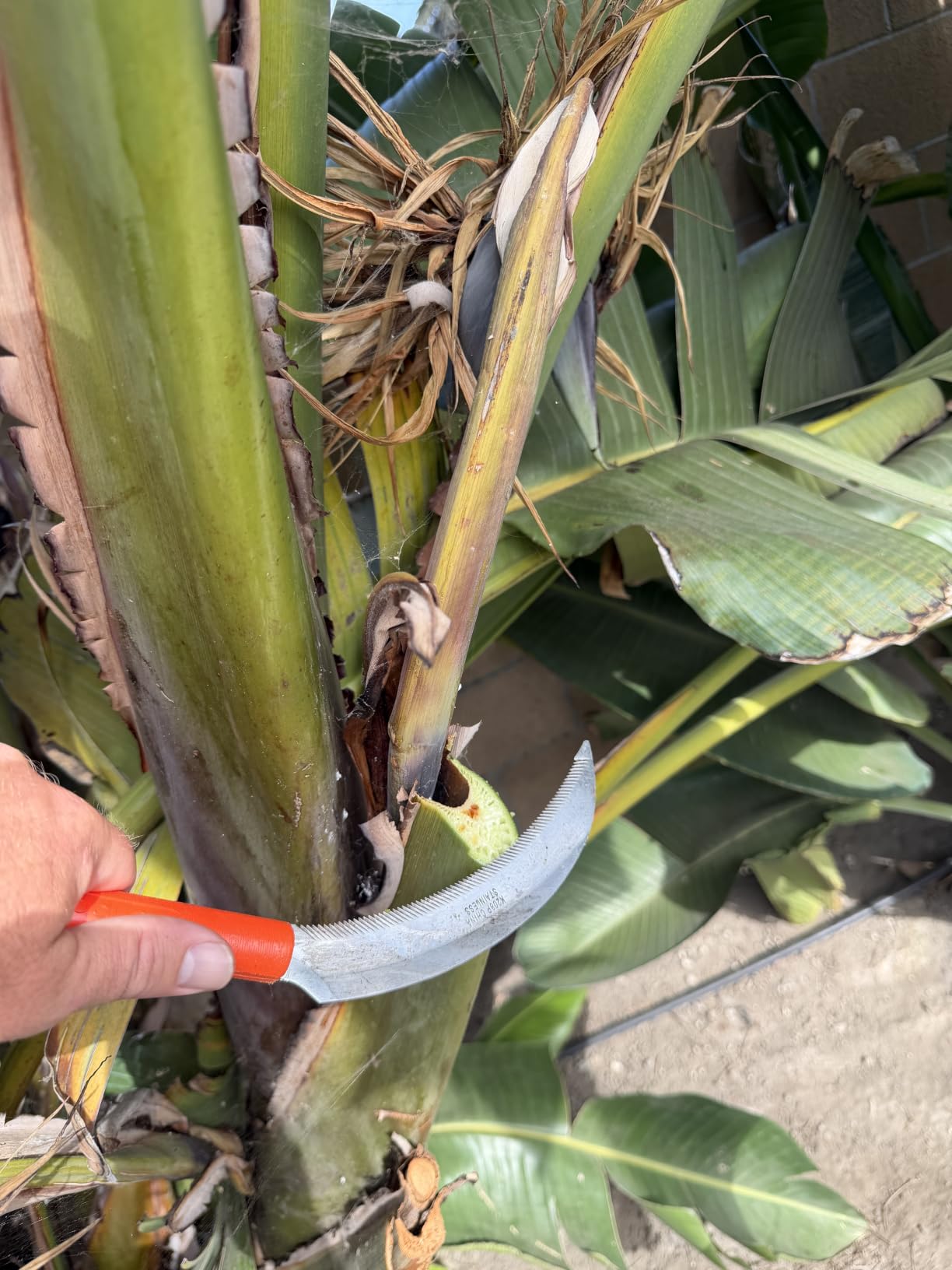 Zenport K208P Harvest Sickle with Plastic Handle, Light Serration, 6.5-Inch Stainless Steel Blade, Orange customer photo 1