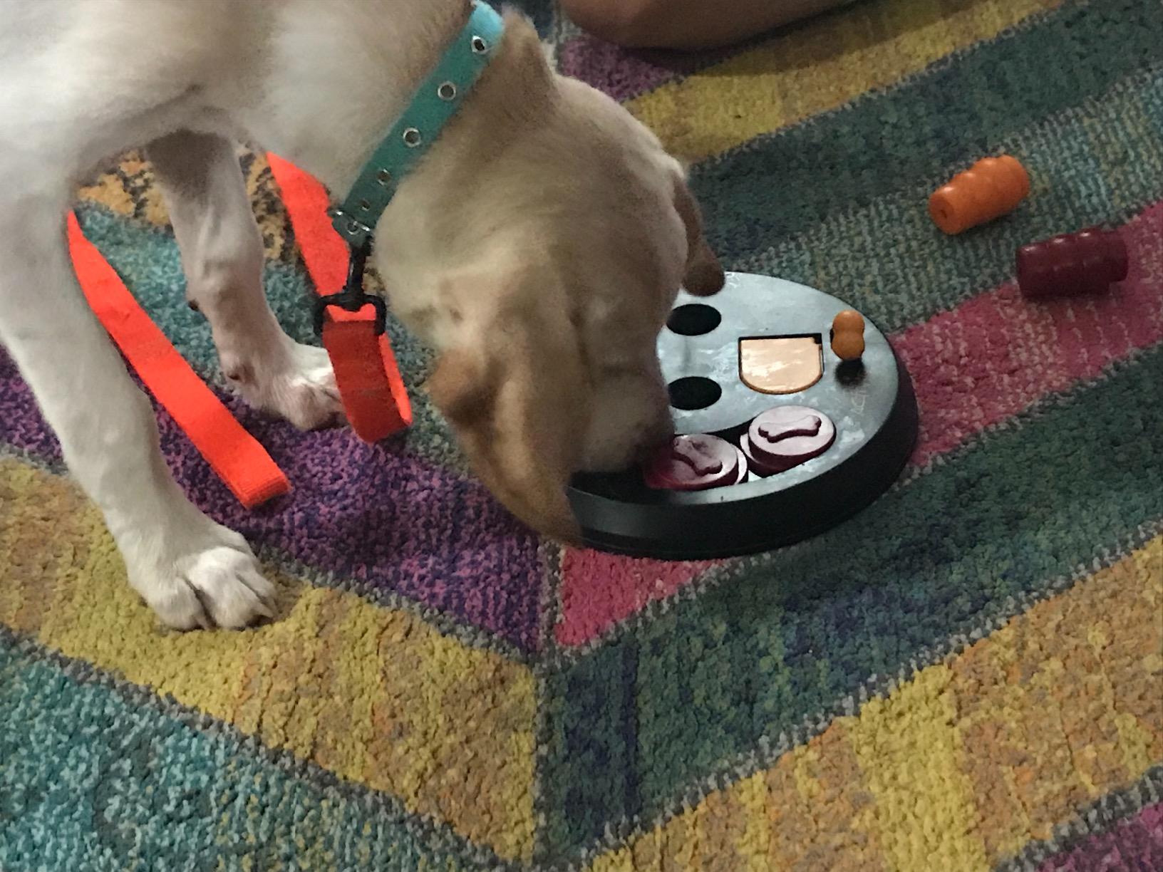 TRIXIE Flip Board Dog Activity Interactive Toy, Level 2 Food Puzzle Game, Brain Teasing Treat Dispenser, IQ and Mental Development Toy for Smart Dogs, Enrichment Toy for Boredom Busting customer photo 2