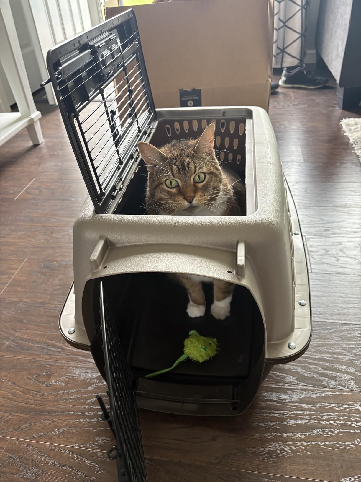 Petmate Two Door Plastic Pet Kennel for Small Dogs and Cats, 19in, White | Top and Front Loading USA Made Crate Built from Recycled EcoTEC Plastic customer photo 2