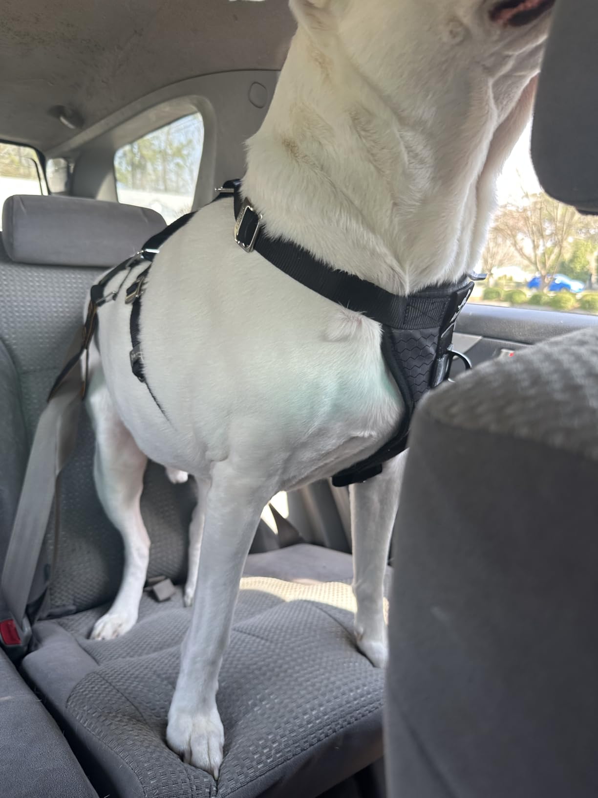 Kurgo Enhanced Strength Tru-Fit Smart Harness, Black, Large | Crash Tested Car Harness for Dogs up to 75Lbs, Seatbelt Tether & Steel Carabiner, All-Steel Buckles, Padded Chest for Comfort customer photo 2