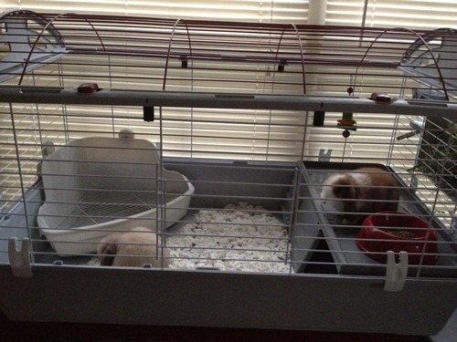 Living World - Deluxe Hybrid Habitat, X-Large | Rabbit, Guinea Pig, Chinchillas, and Small Animal Cage customer photo 1
