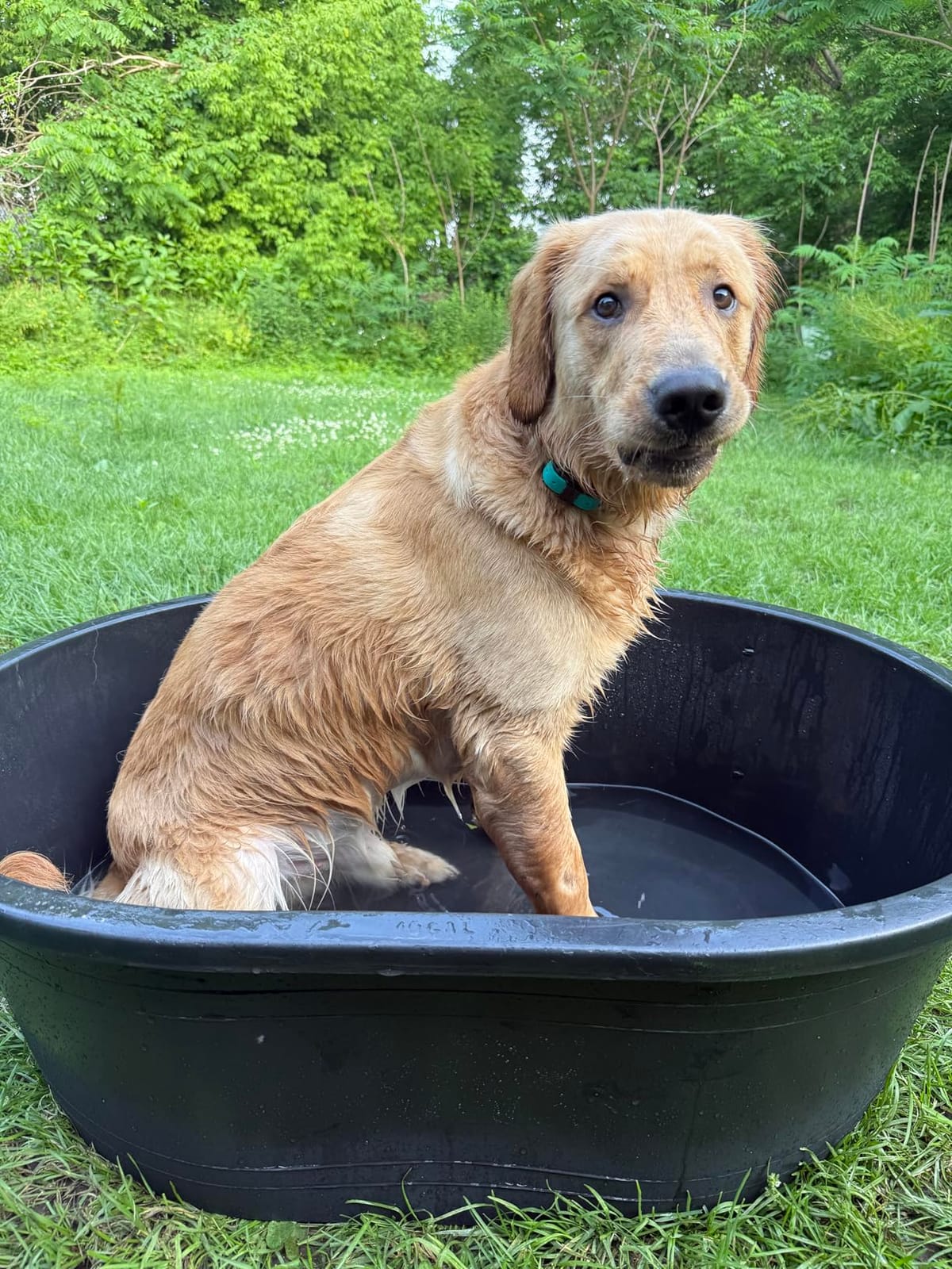 Little Giant Poly Oval Stock Tank | Water Trough | Plastic Pond Tub | Heavy Duty Feeding & Watering Trough for Livestock | 150 Gallons customer photo 1
