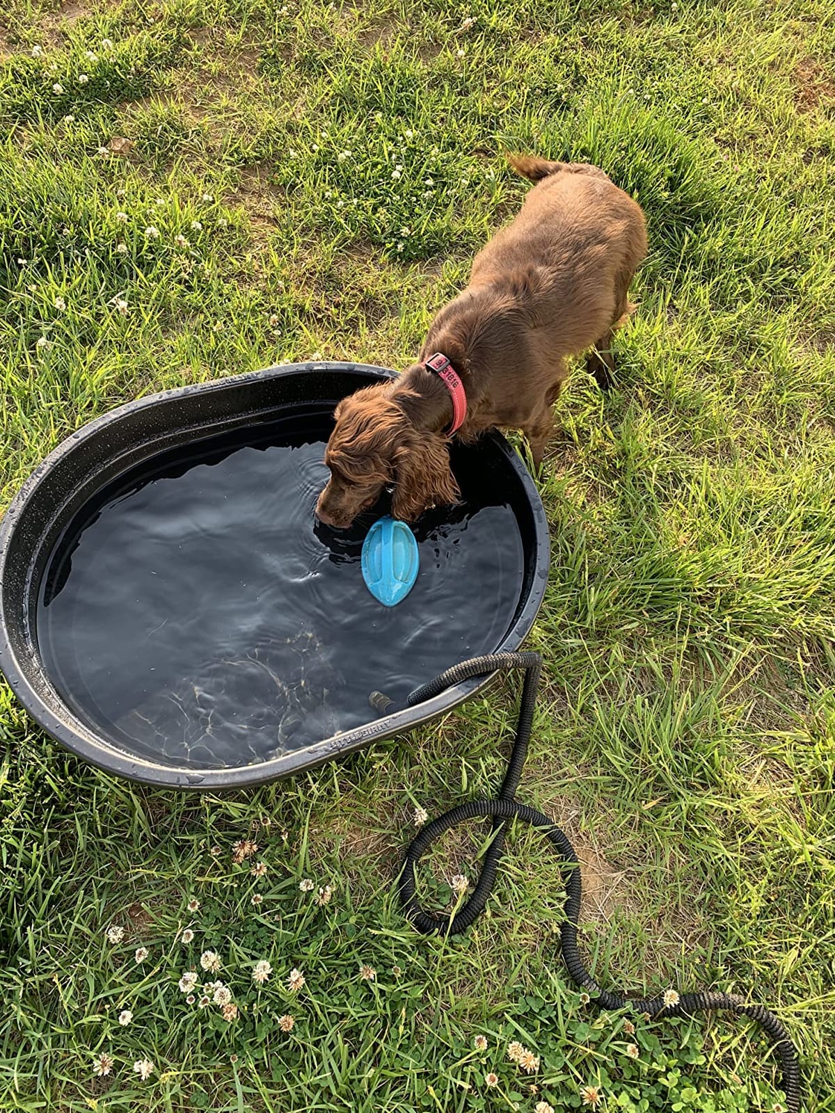 Little Giant Poly Oval Stock Tank | Water Trough | Plastic Pond Tub | Heavy Duty Feeding & Watering Trough for Livestock | 150 Gallons customer photo 2