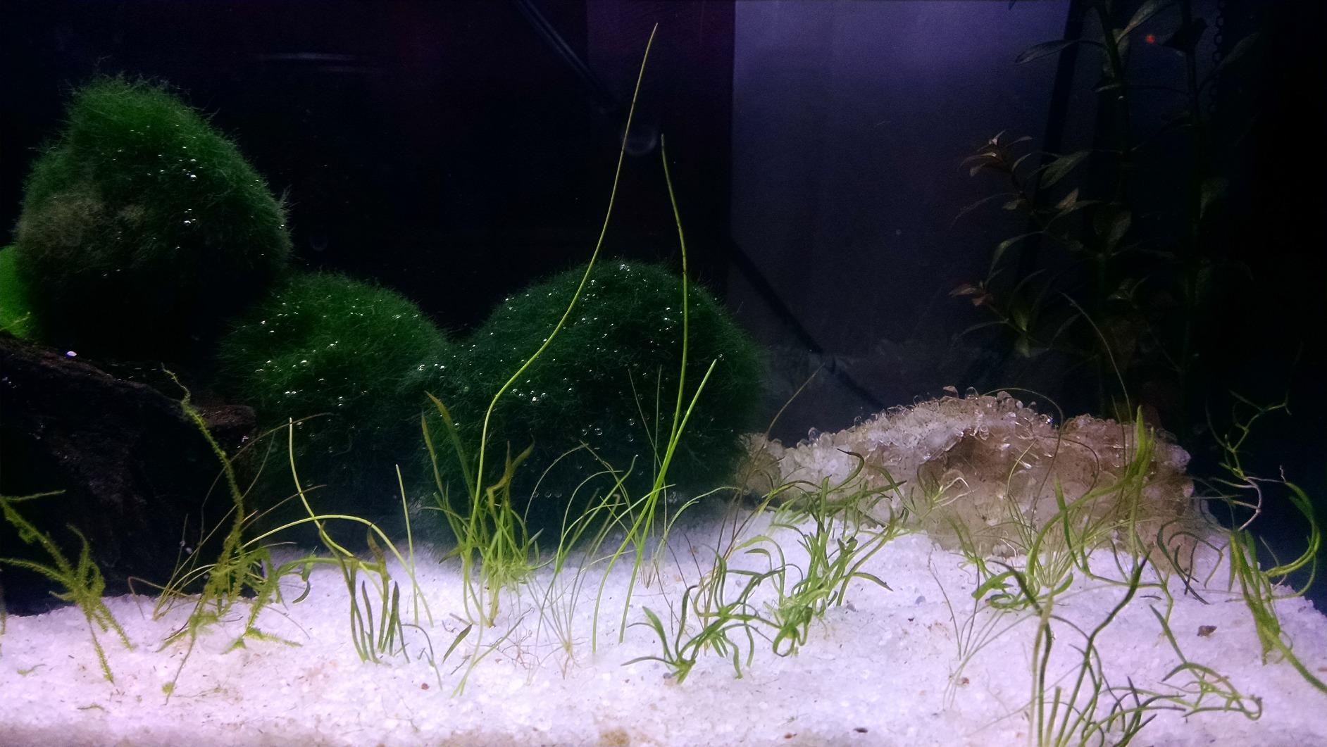 Fluval SPEC Aquarium Kit, Aquarium with LED Lighting and 3-Stage Filtration System, 5-Gallon customer photo 1