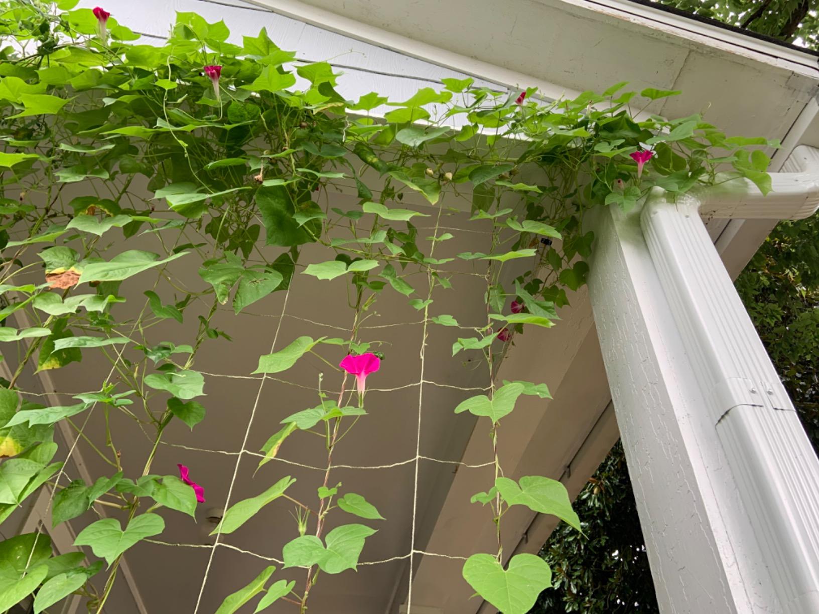Luster Leaf 869 Vine and Veggie Trellis Net, Green, 5-Feet by 30-Feet customer photo 2