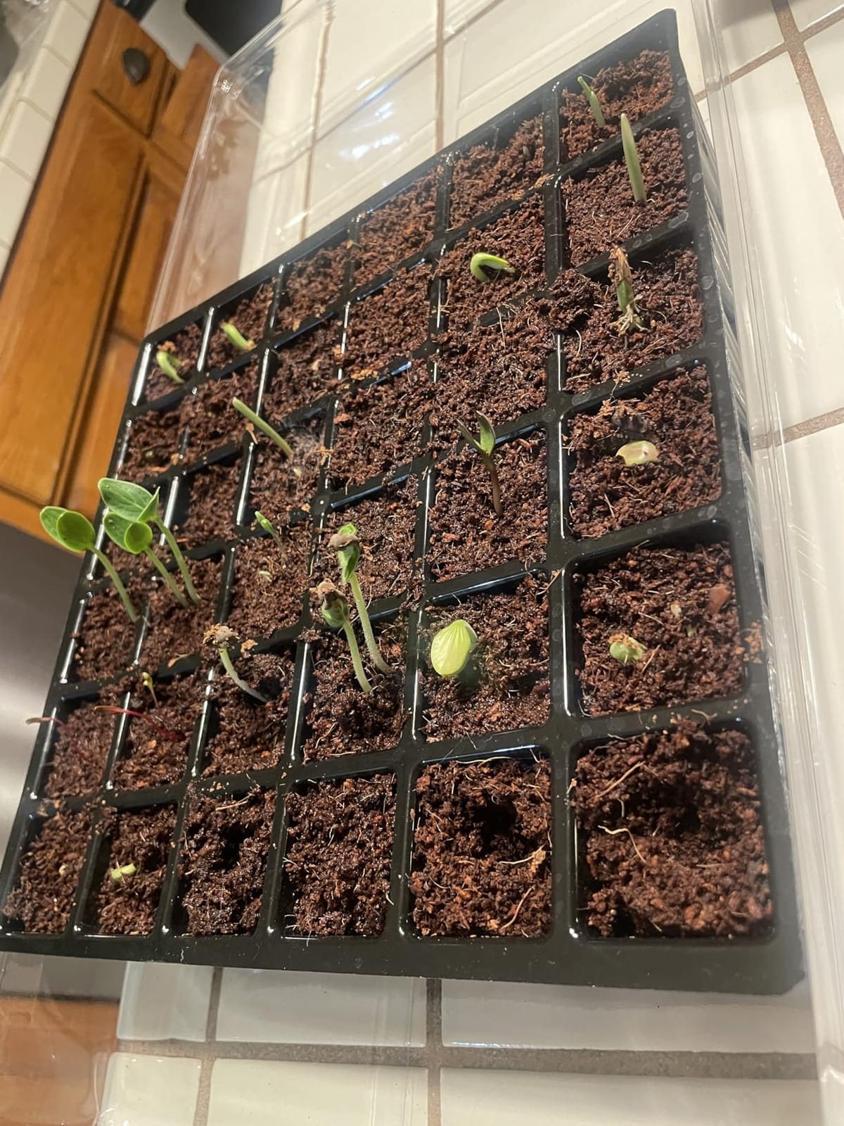 Burpee 72 Cell Seed Starting Kit with Greenhouse Dome and Coir Pellets | Indoor greenhouse kit with 72 coir pellets and humidity dome for starting vegetable, herb and flower seeds with less mess customer photo 2