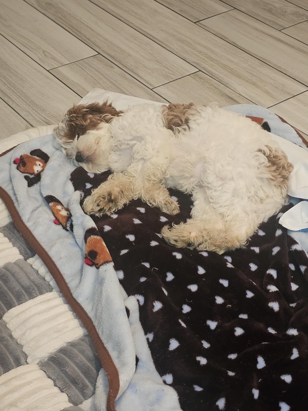 Snuggle Puppy Fleece Blanket for Dogs, Machine Washable, 48 x 30 in | Fleece blanket for dogs, machine washable, couch cover, puppy essentials, new puppy, all breeds customer photo 2