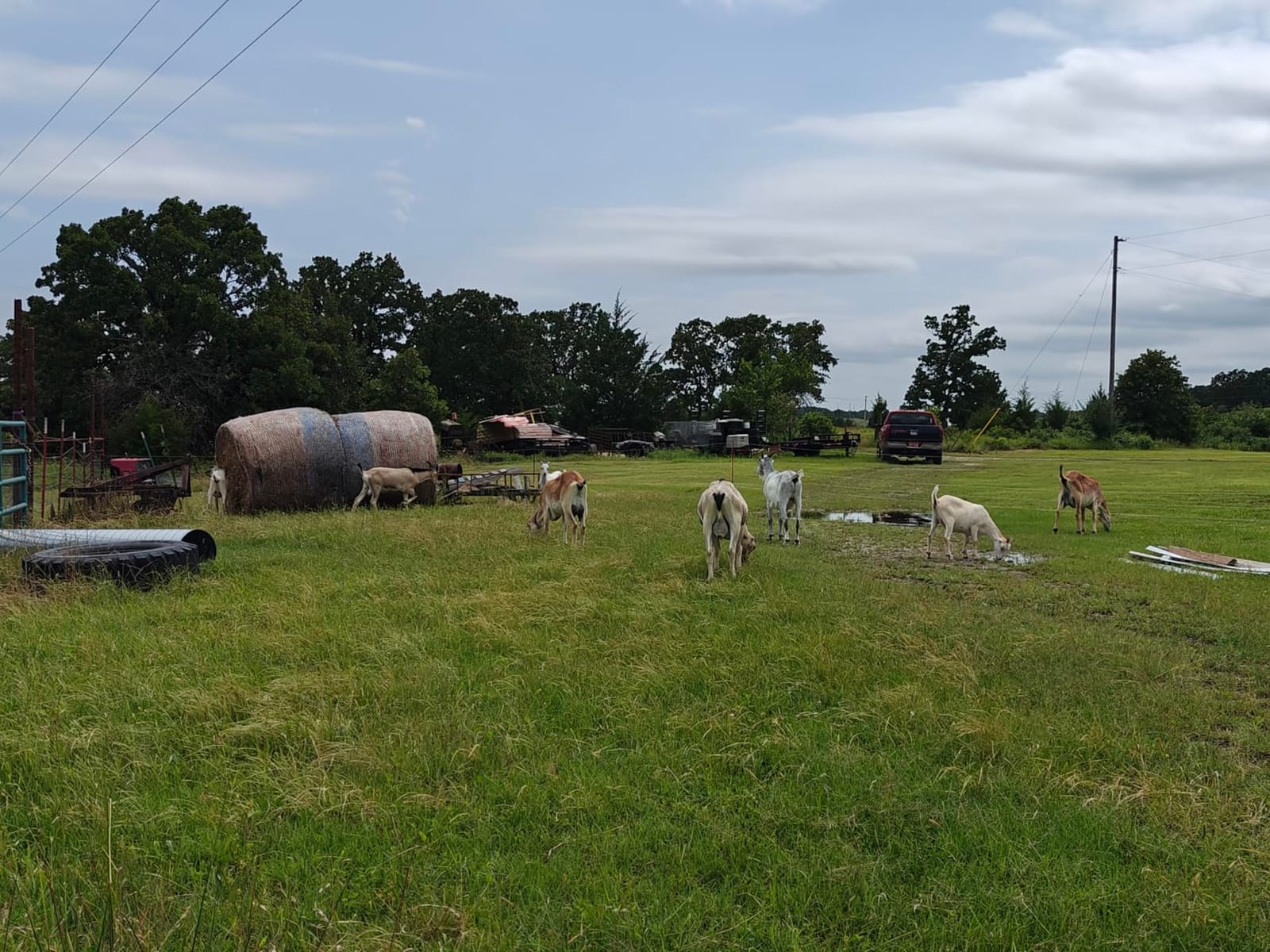 Gallagher Smart Fence 2 Portable Electric Fence for Livestock | 328ft of 4-Strand Electric Fencing, Built-In Posts and Reels, Quick Install Temporary Field Fencing customer photo 2