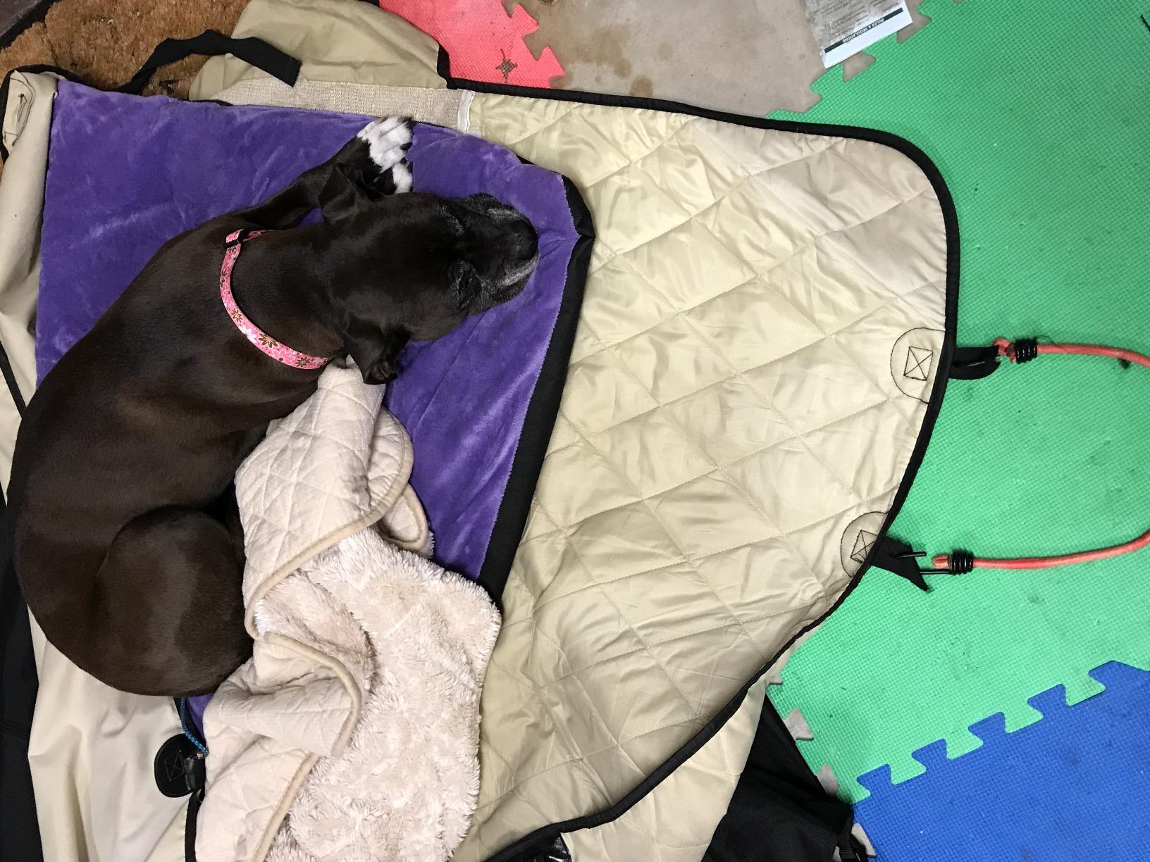 4Knines Heavy-Duty Rear Seat Cover for Dogs - Hammock, Black Reg | K9-Shield waterproof layer, non-slip backing, quick-release clips for easy install and cleanup. Machine washable. customer photo 1