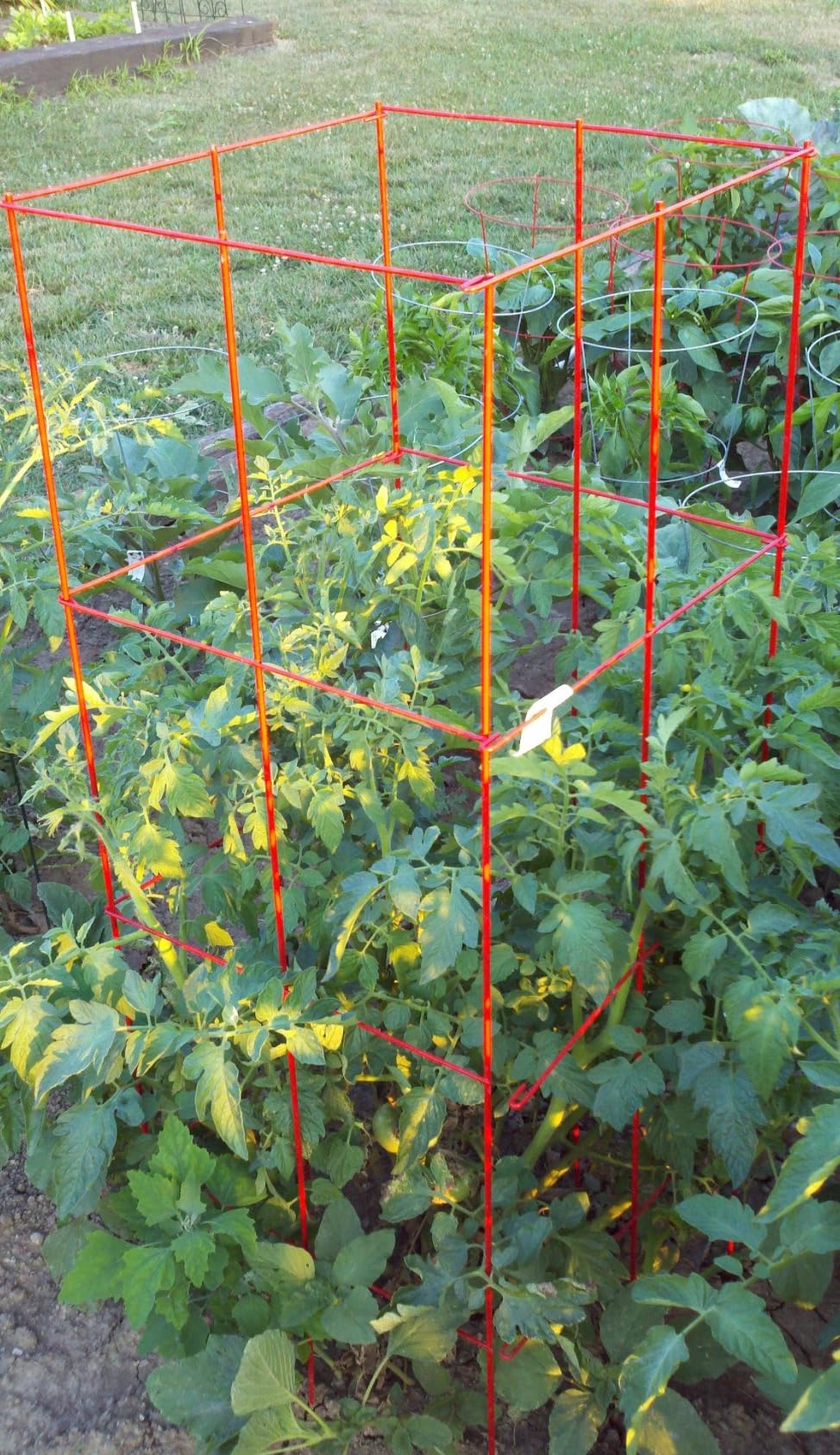 Gardener's Supply Company Lifetime Tomato Cages, Green, Set of 4 customer photo 1