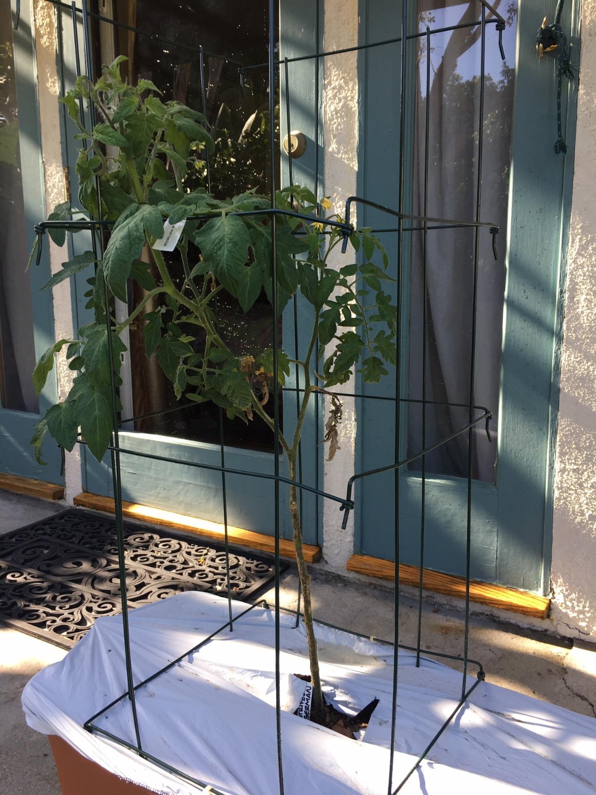 Gardener's Supply Company Lifetime Tomato Cages, Green, Set of 4 customer photo 2