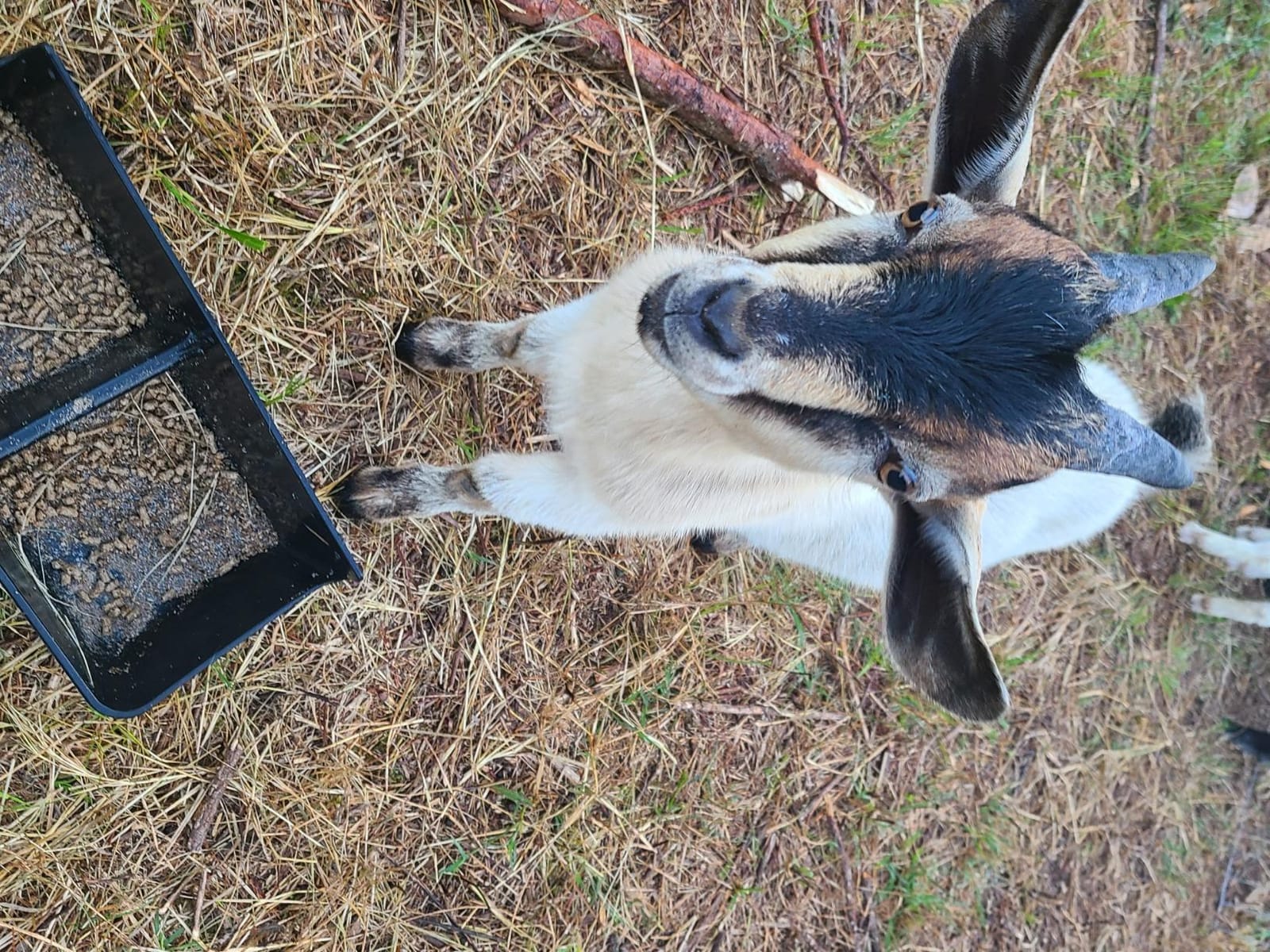 Zenport Q91 Ultra Twig and Hoof Trimming Shears, 7.25-Inch, Orange customer photo 2