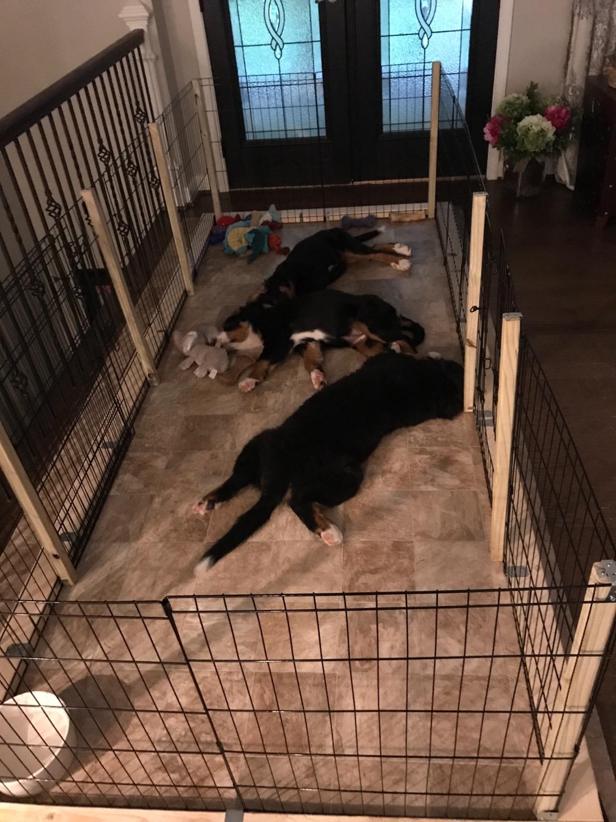 Puppy Playpen - Foldable Metal Exercise Enclosure with Eight 24-Inch Panels - Indoor/Outdoor Fence for Dogs, Cats, or Small Animals by PETMAKER customer photo 1