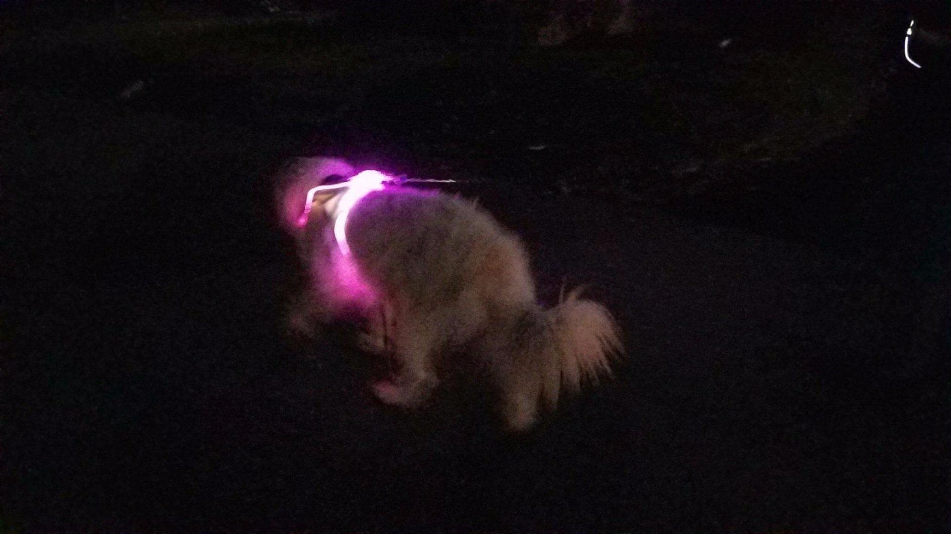 noxgear Tracer2 Multicolor Light Up and Reflective Running Vest | Rechargeable, Ultra-bright Running Lights for Runners customer photo 2