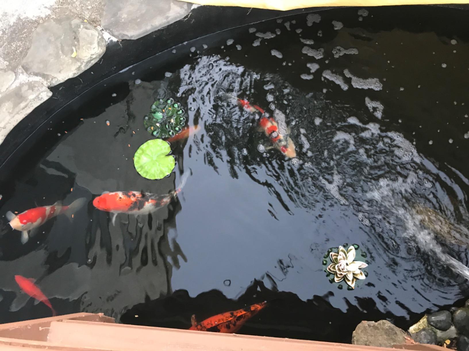 Aquascape UltraKlear 2500 UV Pond Clarifier - 28W UV Light for Clear Water & Algae Control, Ideal for Large Ponds & Water Features, 95037 customer photo 1