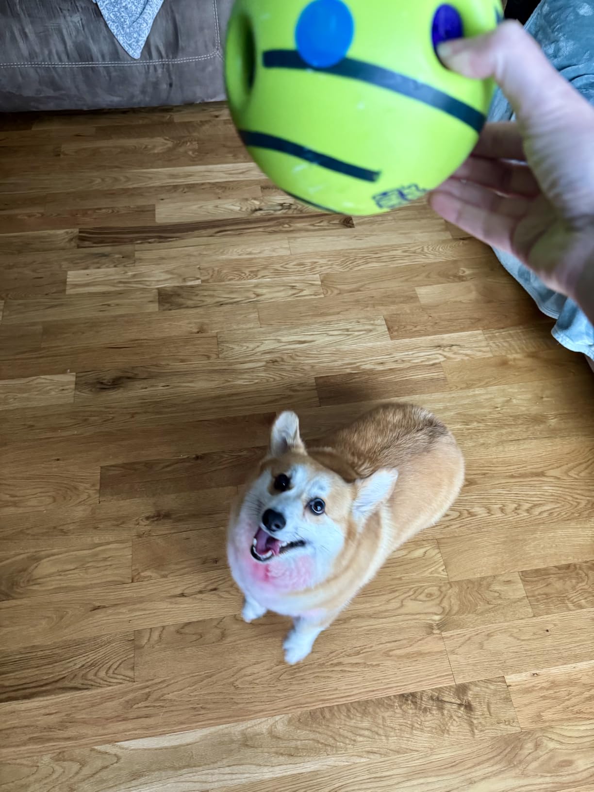 Wobble Wag Giggle Ball, Interactive Dog Toy, Fun Giggle Sounds When Rolled or Shaken, Pets Know Best, As Seen On TV customer photo 1