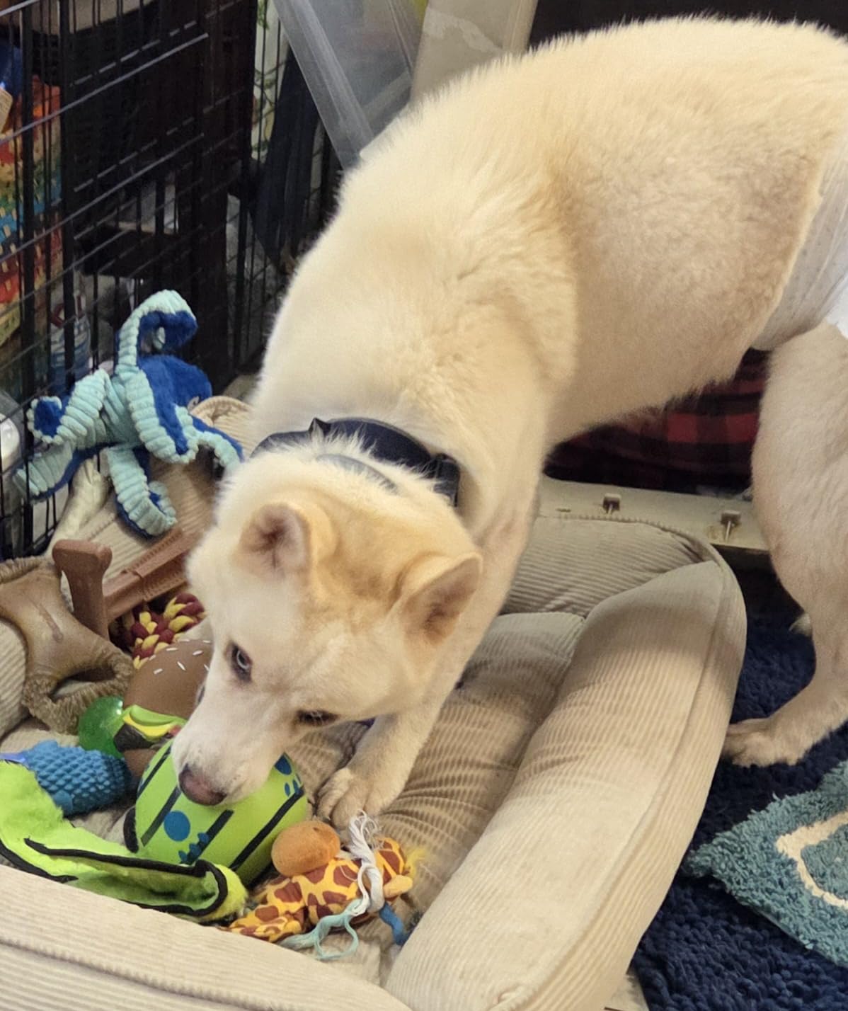 Wobble Wag Giggle Ball, Interactive Dog Toy, Fun Giggle Sounds When Rolled or Shaken, Pets Know Best, As Seen On TV customer photo 2