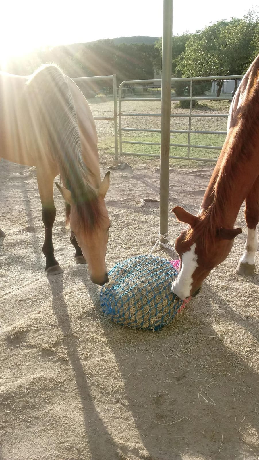 Weaver Equine Slow Feed Hay Net, 36