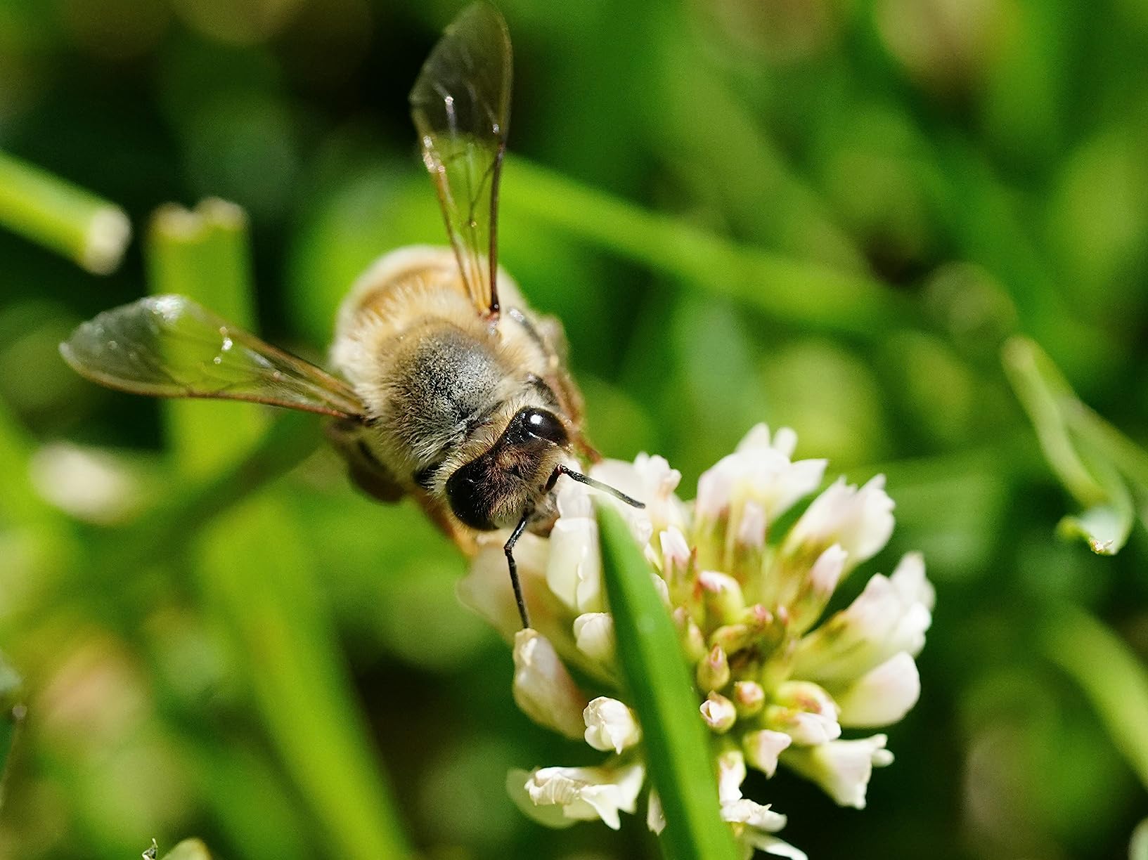 Sony FE 90mm F2.8 Macro G OSS Full-Frame Lens | Mirrorless Cameras customer photo 2