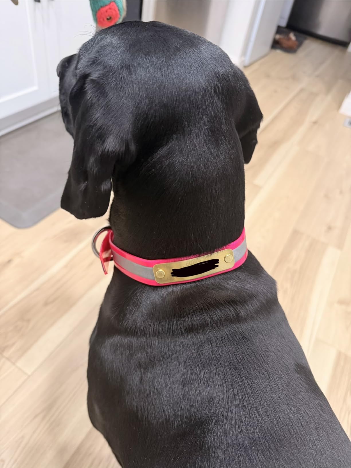 Reflective Heavy Duty D-Ring Dog Collar w Custom Name Tag, Orange 21