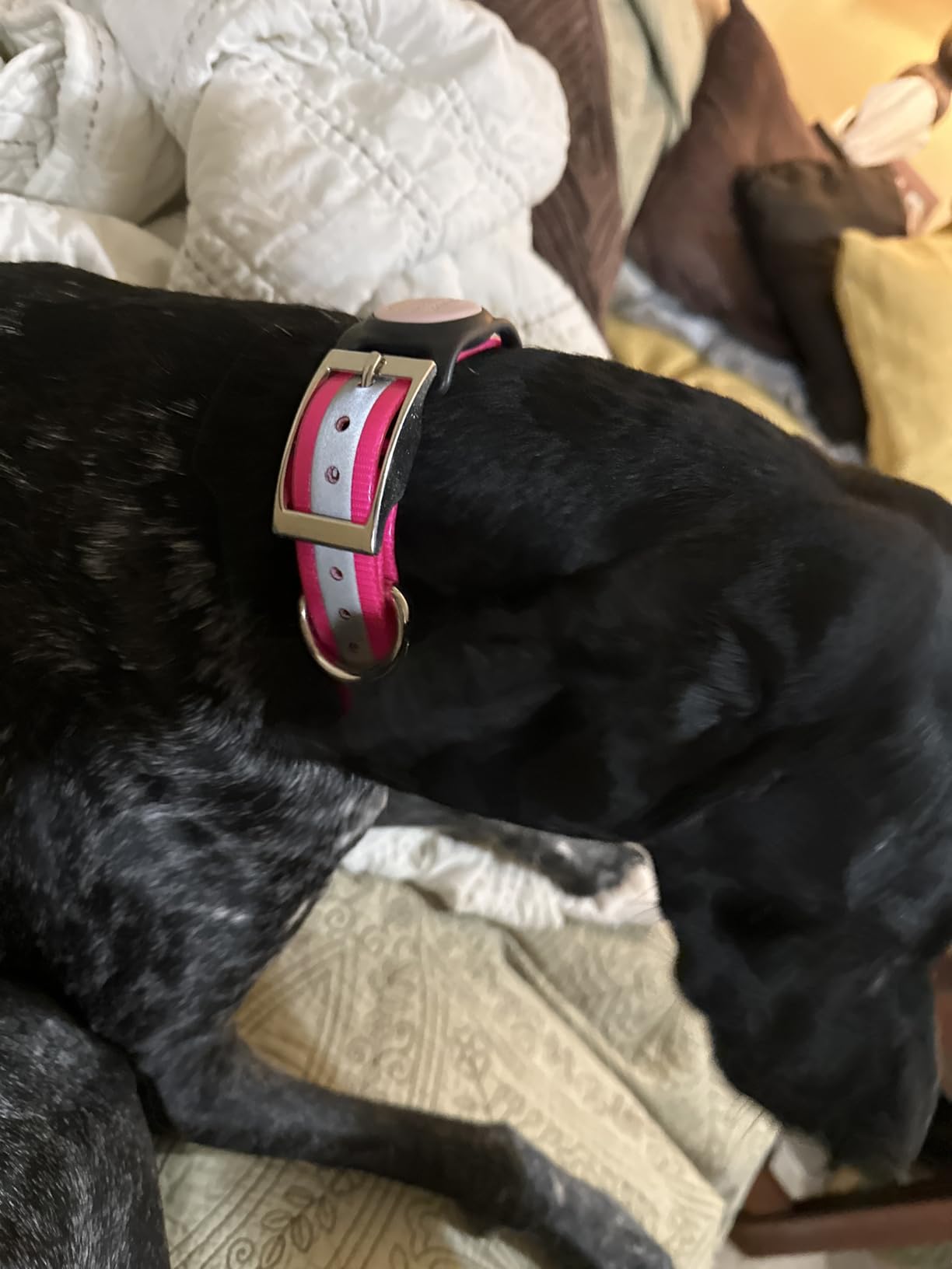 Reflective Heavy Duty D-Ring Dog Collar w Custom Name Tag, Orange 21