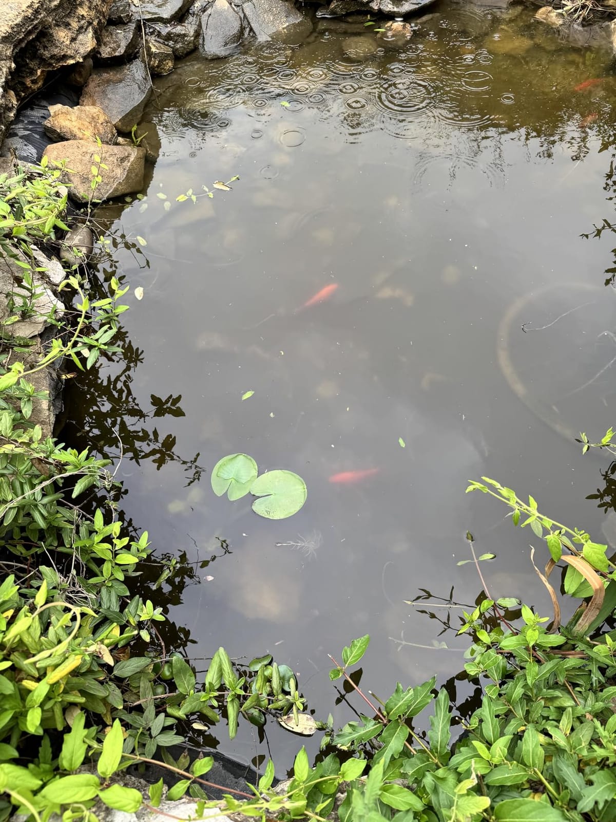 Flexzion 55W UV Pond Light Clarifier for Outdoor Koi Ponds | 55W Uv Light for Pond Clarifier, 5000L/H Flow customer photo 2