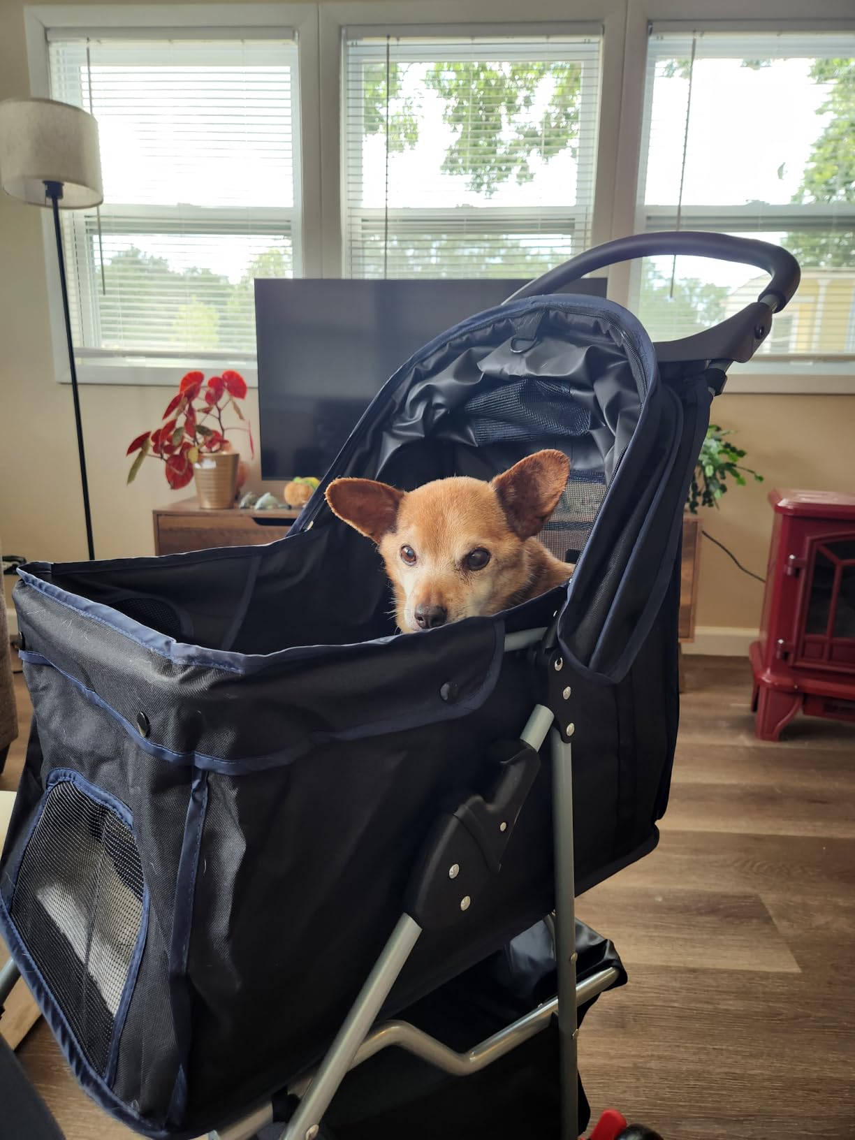 BestPet | 4-Wheel Foldable Pet Stroller | Black | Lightweight & Portable | Travel Carrier with Mesh Windows, Storage Basket, Cup Holder, Safety Brakes, and Waterproof Fabric | For Small Dogs and Cats customer photo 2