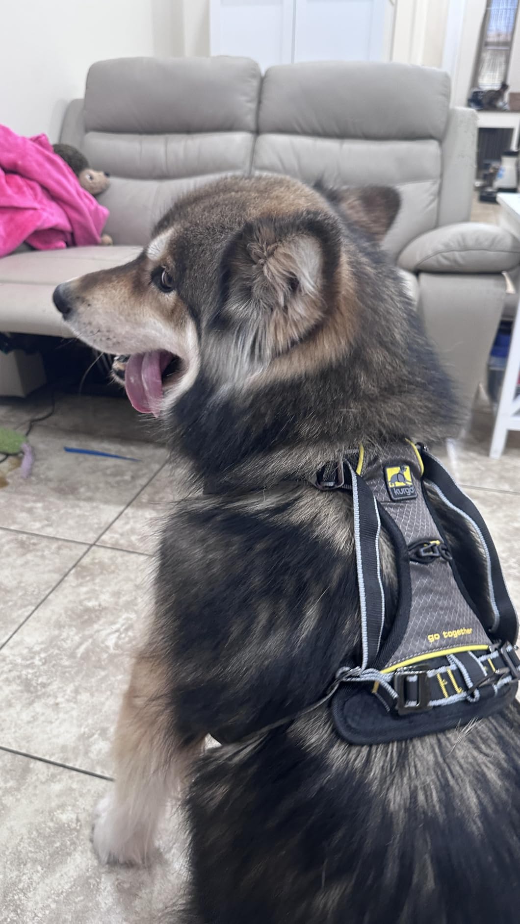 Kurgo Impact Dog Car Harness - Crash Tested Pet Harness - Premium Dog Car Safety - Padded Chest Support - Tubular Webbing Construction - High Strength Steel Buckles - Medium customer photo 1