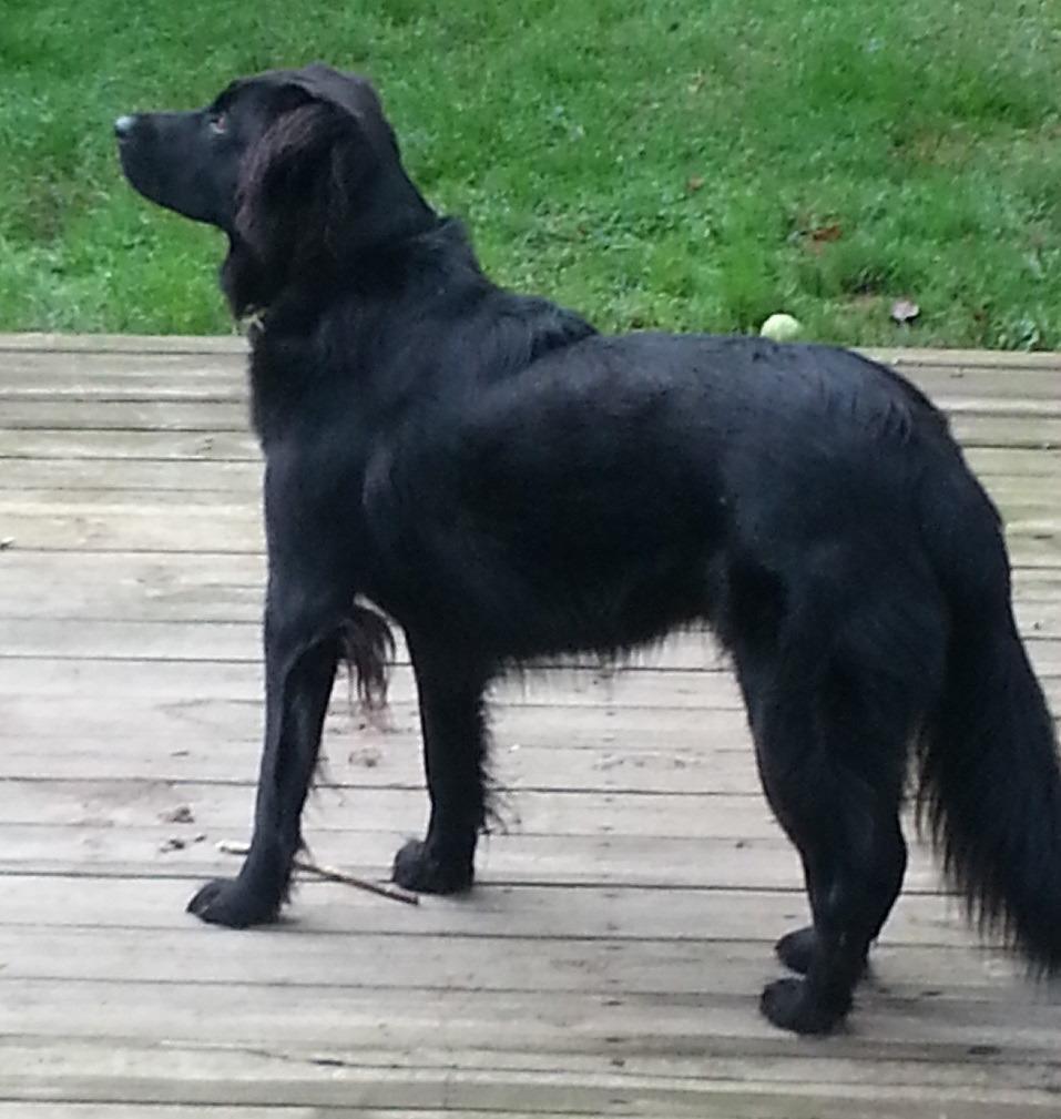 Wisdom Panel Breed Discovery Dog DNA Testing Kit - Most Accurate Dog Breed Identification - Test for 430+ Breeds, MDR1 Health Test, Ancestry, Relatives customer photo 1