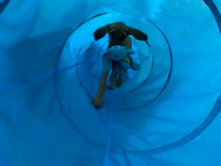 Dog Tunnel, Dog Agility Tunnel, Play, 18 Feet, Small, Medium, Large, Blue | Houseables Agility Equipment, Puppy Obstacle Course, Crawling, Pet Playground, Indoor/Outdoor, Pop Up Set, Exercise Tube, Toy customer photo 2
