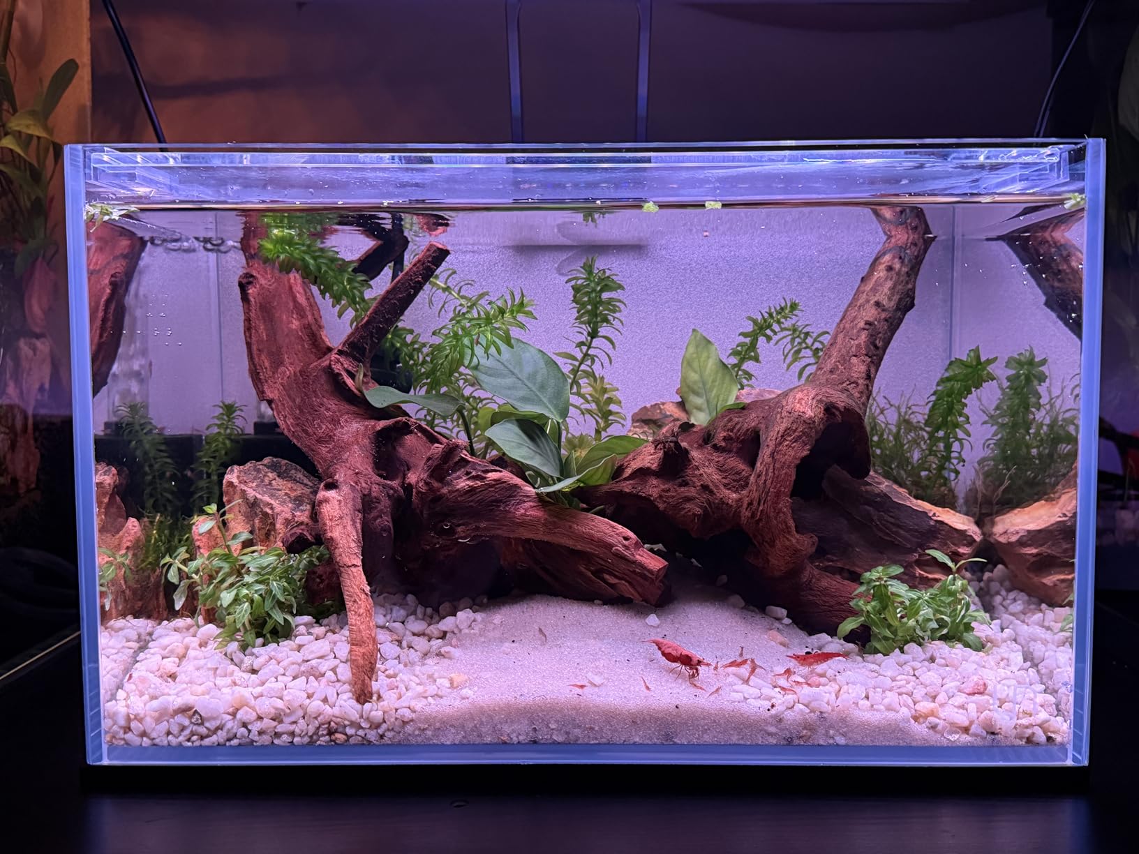 Ultum Nature Systems Ultra Clear Rimless Nano Aquarium - Low Iron Glass Fish Tank with 45° Mitered Edges, 5mm-12mm Thick, Leveling Mat Included (5N, 5 Gallon) customer photo 2