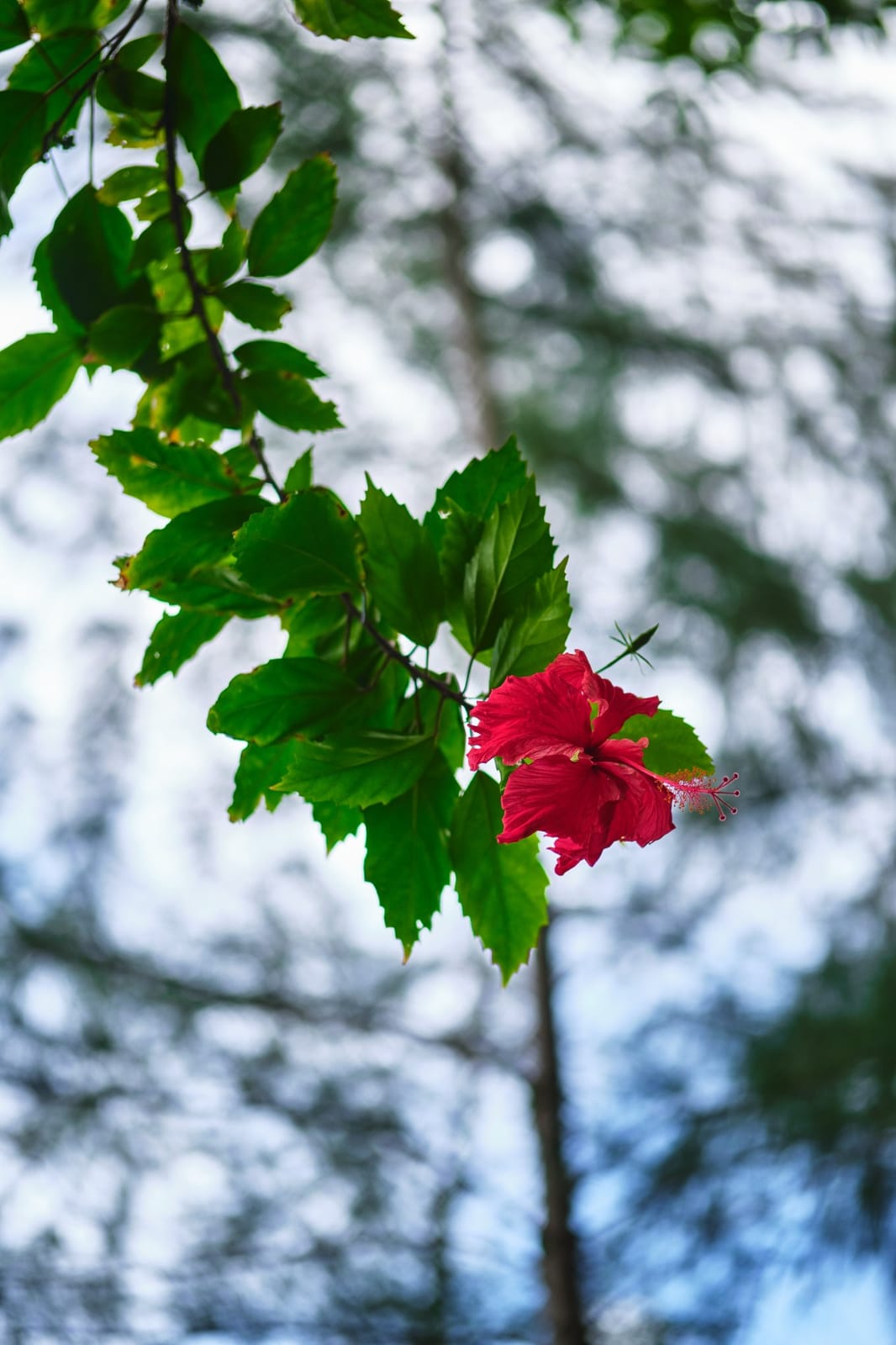 Fujifilm XF 50mm f/2 R WR Lens (Black) customer photo 2