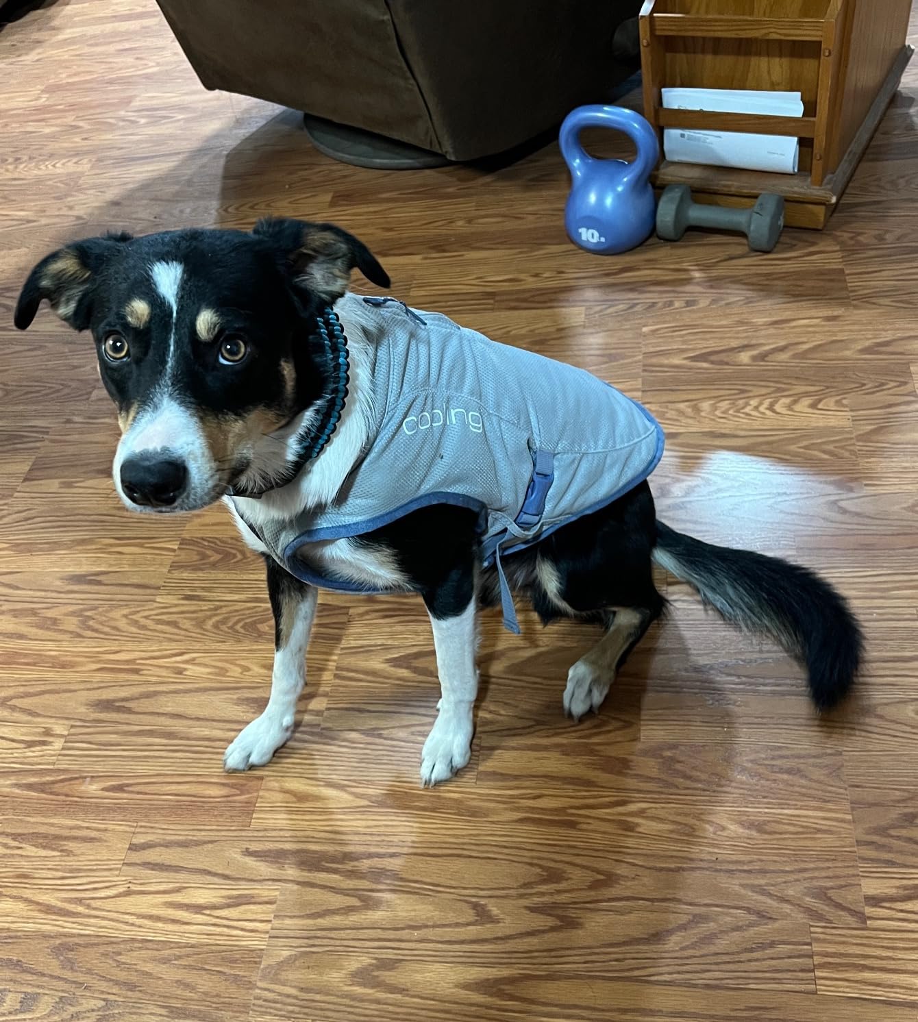 Kurgo Core Cooling Vest, Summer Jacket, Large customer photo 2