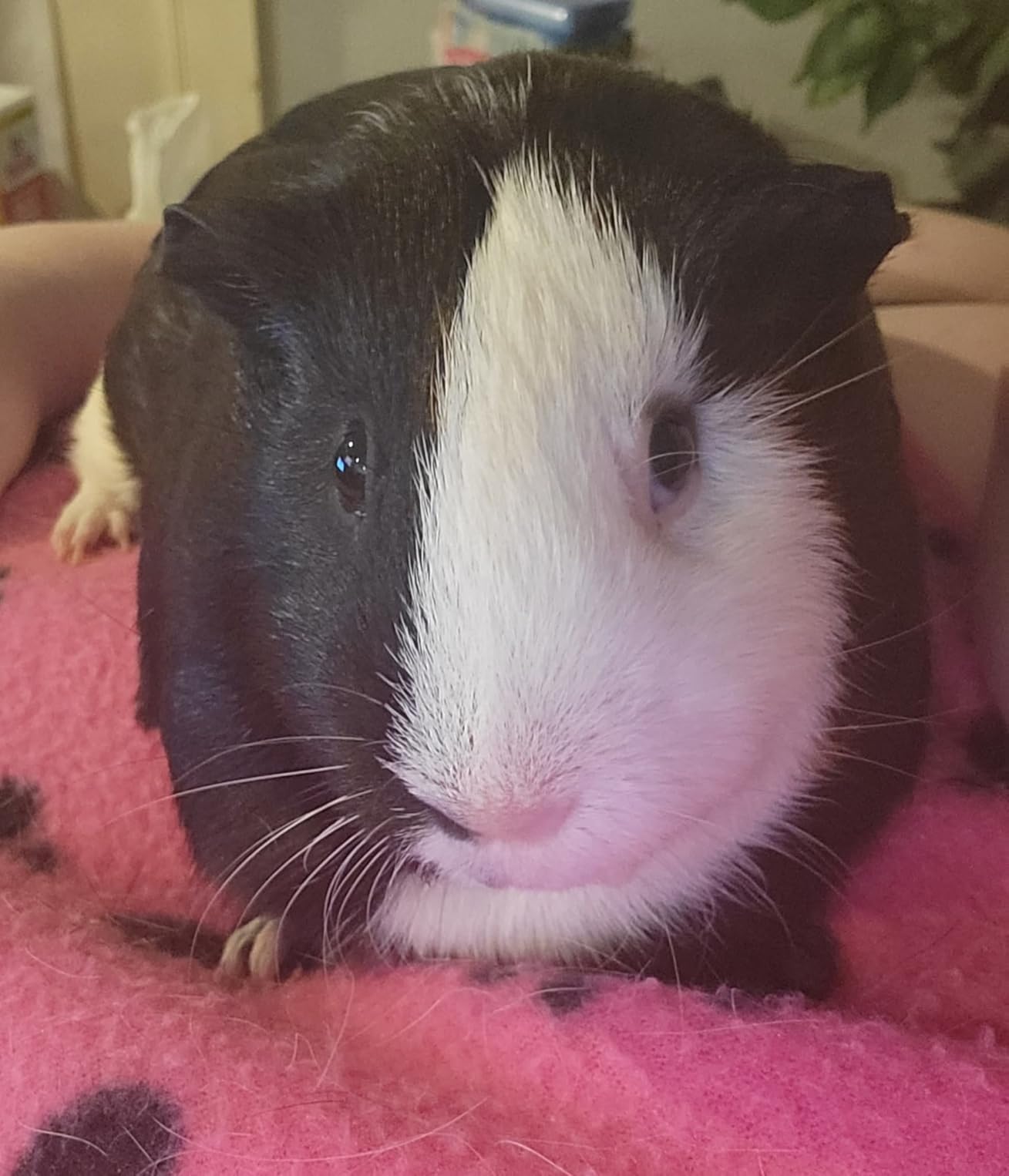 Comsmart Dog Blankets, 6 Pack Fleece Pet Blankets, 24x28 Inches | Fleece Dog Blankets for Small Dogs, Lightweight, Machine Washable, Cute Paw Print Pet Blankets for Dog, Puppy, Cat, Kitten customer photo 2