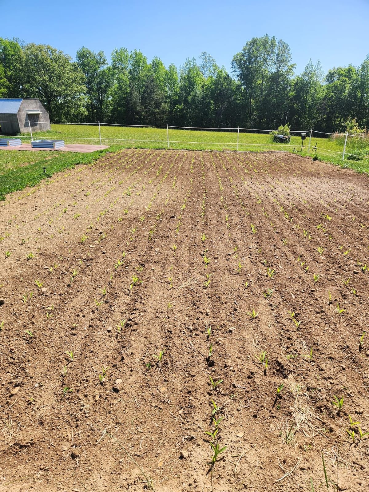 CHAPIN Push Seeder Streamlines Row Planting in Prepared Soil | Rust-resistant 1.5L poly hopper, handles up to 20 seed varieties with interchangeable plates customer photo 2