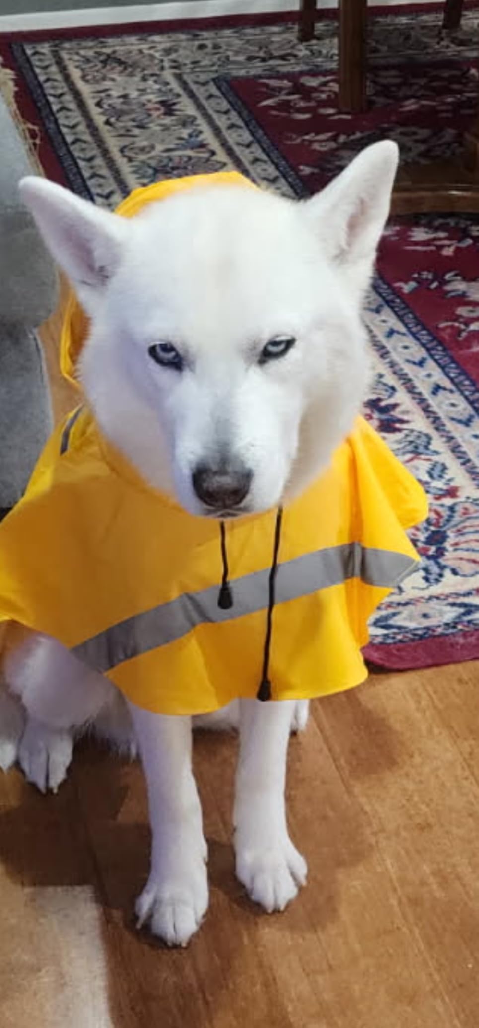NACOCO Large Dog Raincoat Adjustable Pet Water Proof Clothes Lightweight Rain Jacket Poncho Hoodies with Strip Reflective (XL, Yellow) customer photo 1