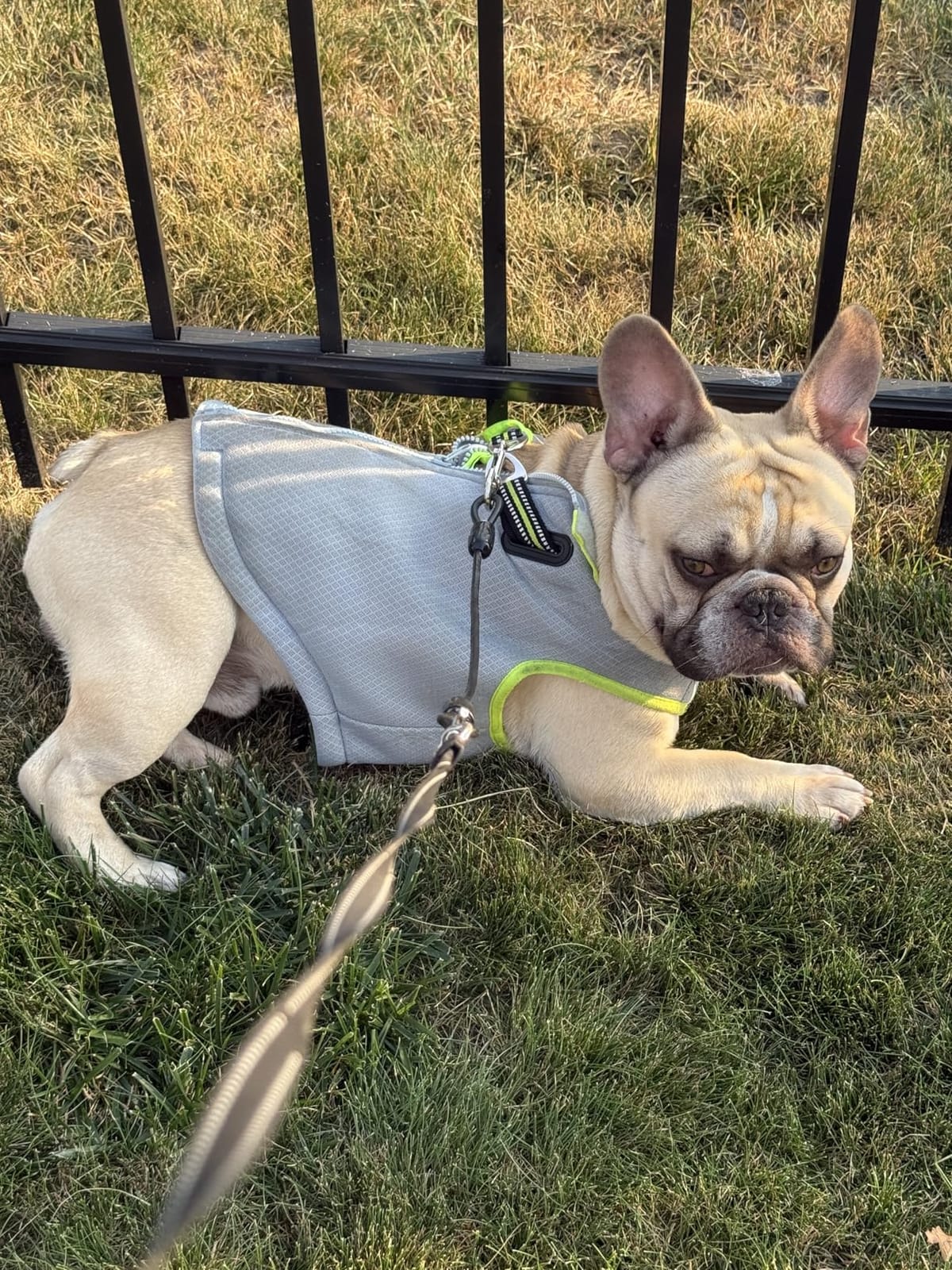 SGODA Dog Cooling Vest Harness Cooler Jacket Grey Green Medium customer photo 1