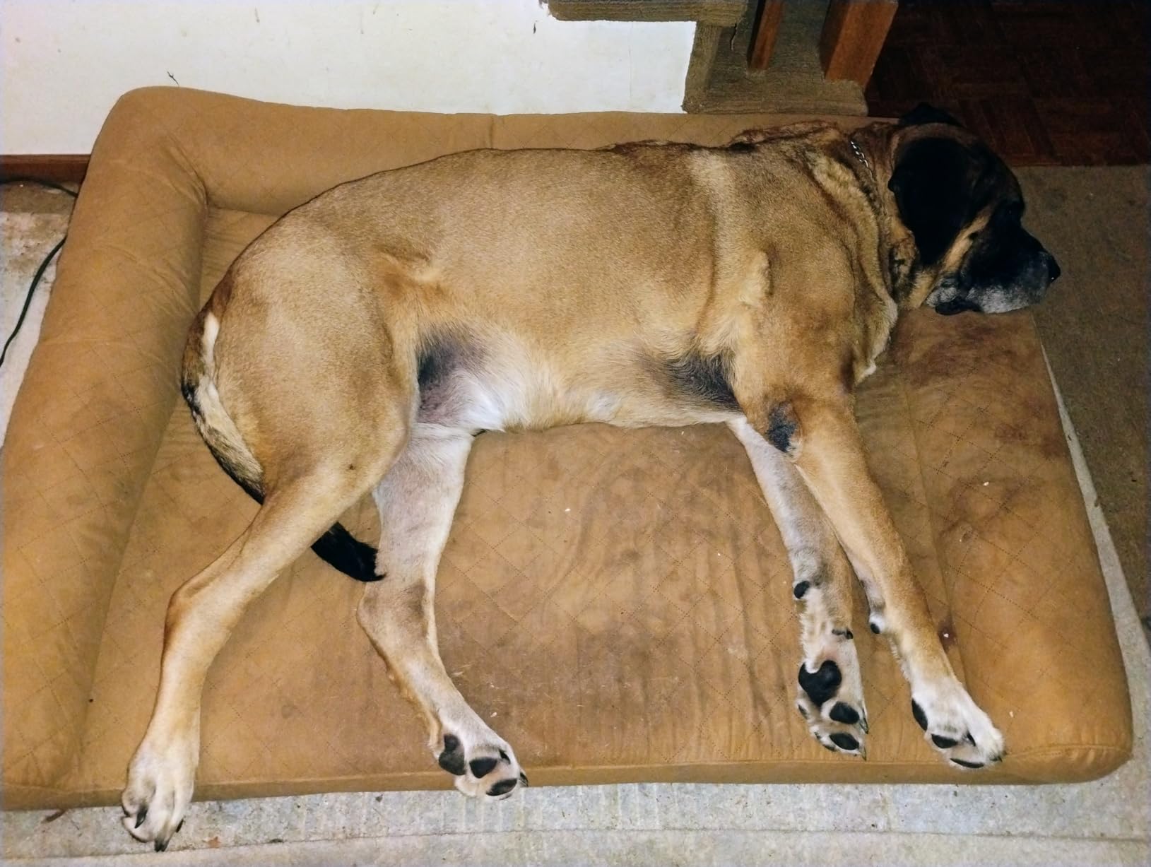 Furhaven Orthopedic Dog Bed for Large Dogs w/ Removable Bolsters & Washable Cover, For Dogs Up to 95 lbs - Faux Fur & Velvet Sofa - Dark Sage, Jumbo/XL customer photo 2