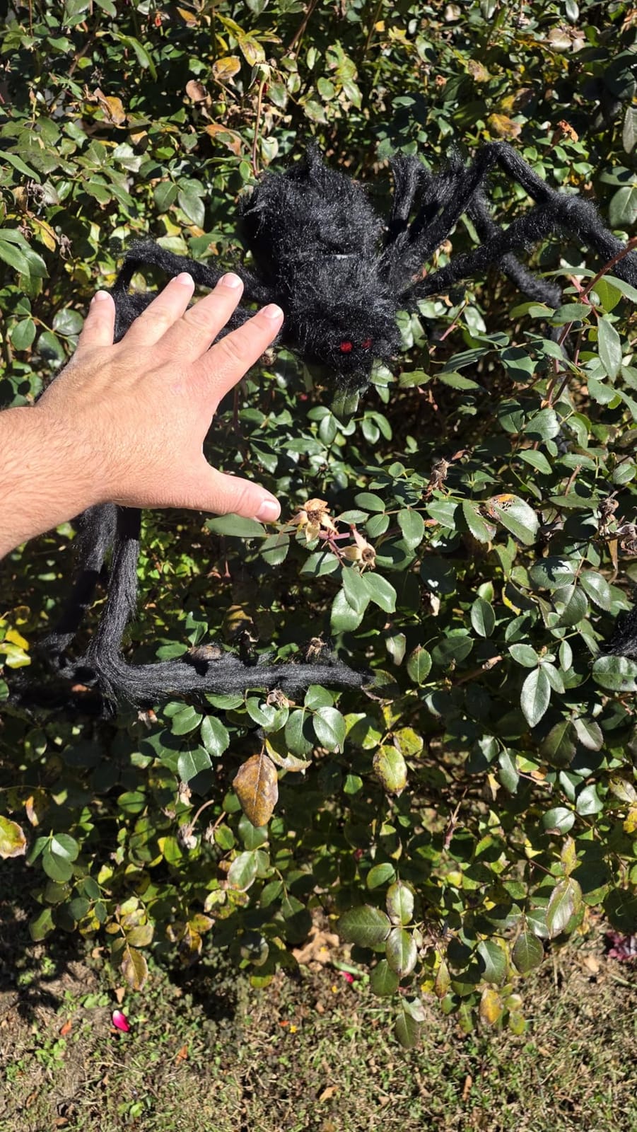 JOYIN Halloween Outdoor Decorations Giant Spider, 5 Ft Large Spider for Yard Lawn Garden Patio Scary Halloween Outside Decor, Indoor Haunted House Prop and Home Party Decor, Black customer photo 1