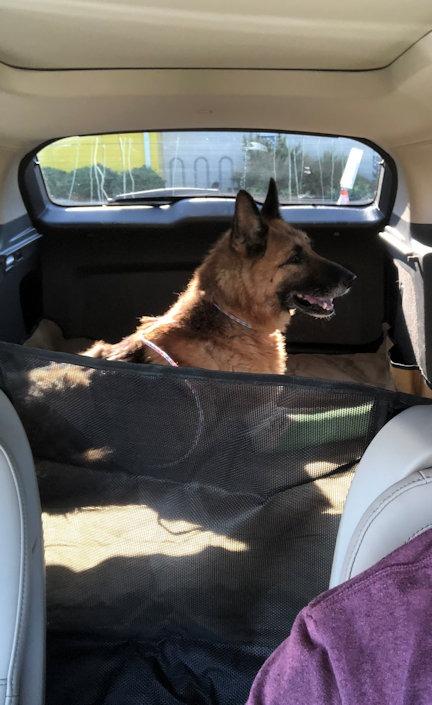 SUV Cargo Liner for Dogs, Waterproof Dog Cargo Cover with Bumper Flap Protection Durable Toyota Rav4 Trunk Mat for Pets Keep Your Vehicle Trunk Clean Universal Fit SUV Car Seat Cover customer photo 2