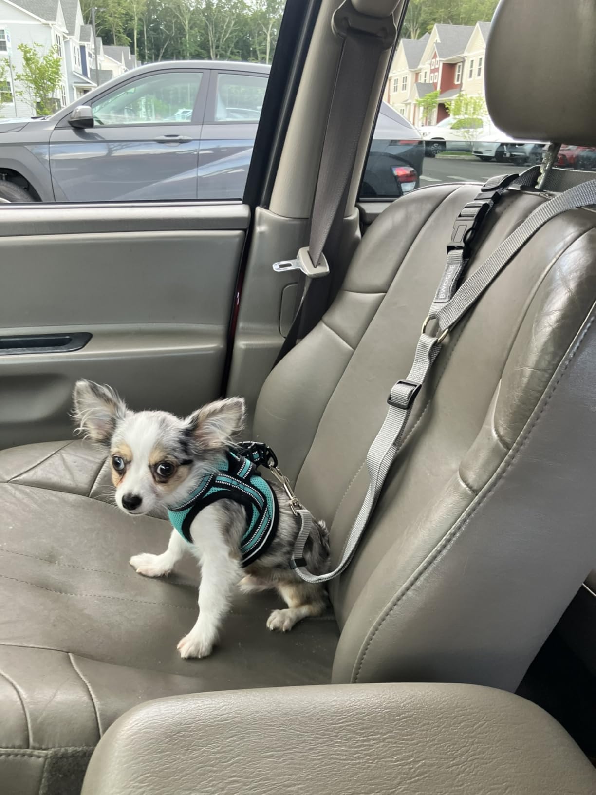 BWOGUE Dog Seat Belt for Car, Headrest Restraint Safety Lead, Dogs Cats | Adjustable 18-30 in Length, 2-in-1 Seat Belt and Leash customer photo 2
