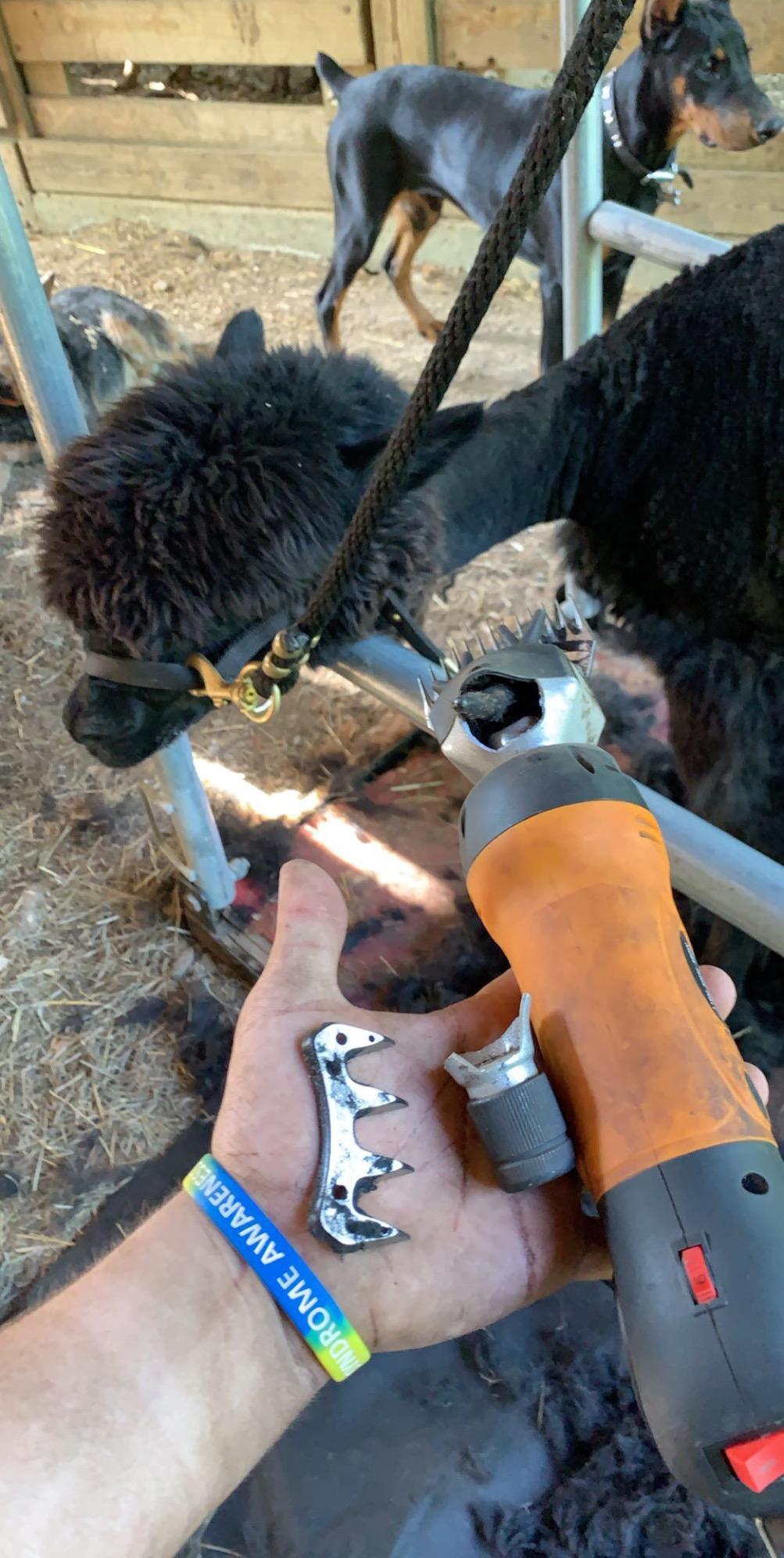 TAKEKIT Sheep Shears, 500W Professional Heavy Duty Sheep Clippers for Grooming, 6 Speeds Electric Animal Shearing Clippers for Alpacas Llamas Lambs and Large Livestock with Thick Coats customer photo 1