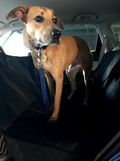 Active Pets Black Standard Dog Car Hammock Back Seat Cover, Waterproof Backseat Cover Protector for Truck Bench Rear of Sedans or SUVs, Essential Pet Supplies Vacuum or Wipe Clean, Machine Washable customer photo 2