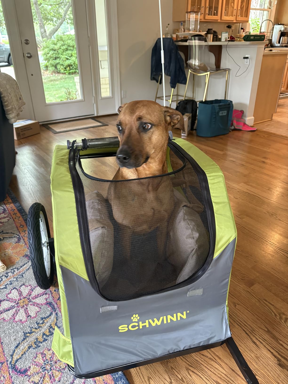 Schwinn Rascal Plus Pet Trailer, Holds Pets Up To 100 lb, Universal Coupler, Folding Frame, Quick-Release Wheels, Rear Doggy Door, Built-In Leash, Washable Liner, Bug Screen customer photo 1