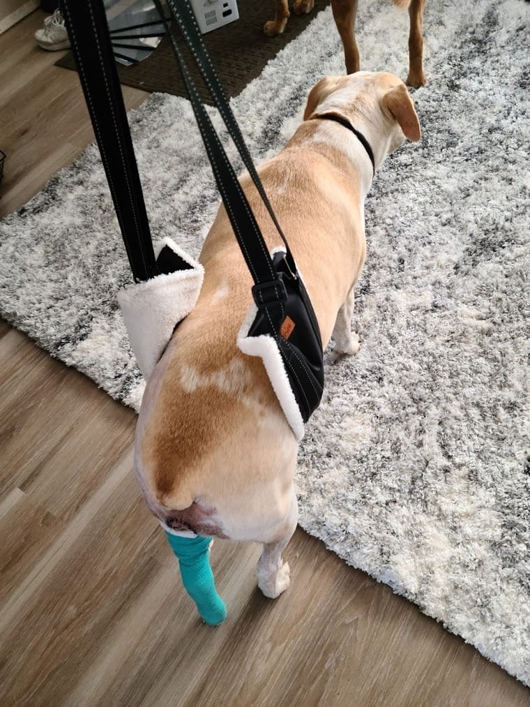 LOOBANI Adjustable Dog Sling for Large Dogs Hind Leg Support ACL Recovery | Walking & Stair Assistance, Senior Dog Mobility, Padded Comfort, Adjustable Fit, Lightweight Nylon, Soft Plush Lining customer photo 1